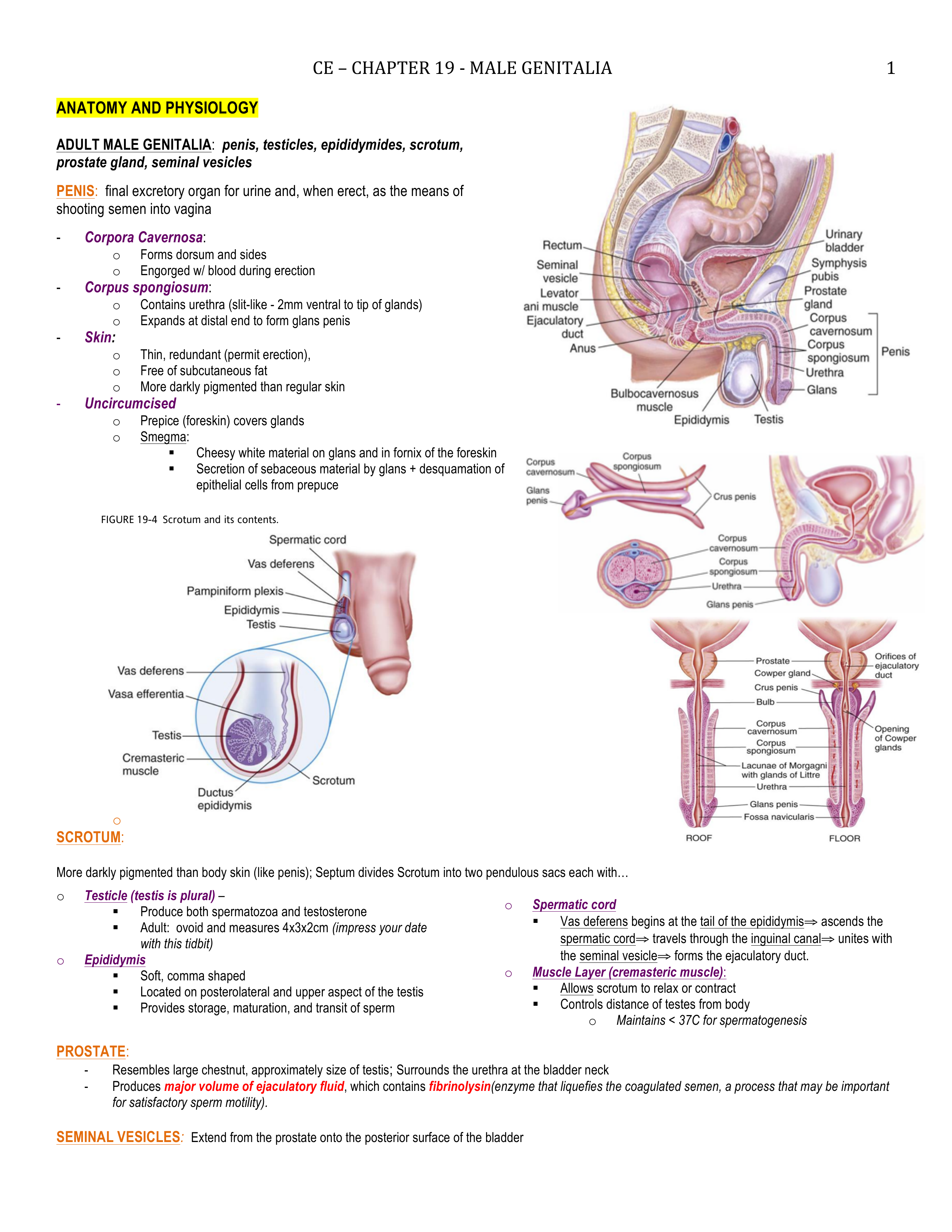 CE - 19 - Male Genitalia - BL_d00t4axjxoj_page1