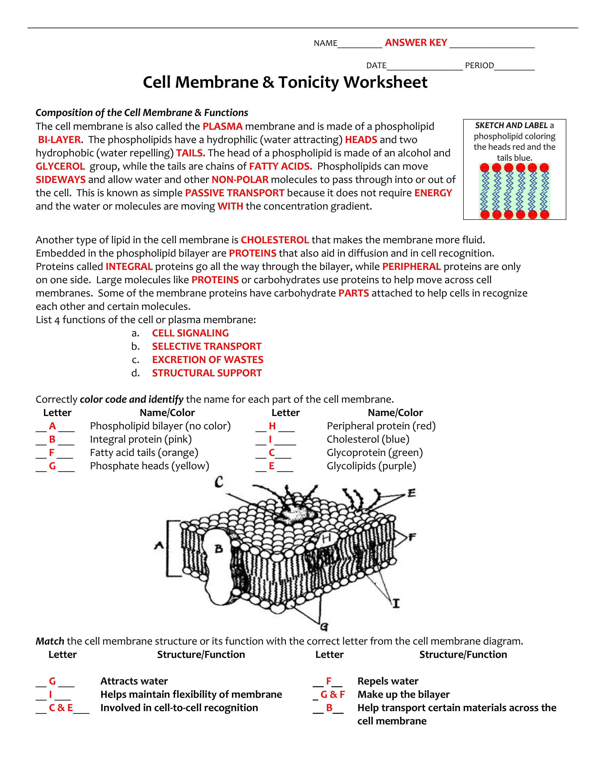 KEY cell membrane and tonicity worksheet_d1zhwcnbwrm_page1