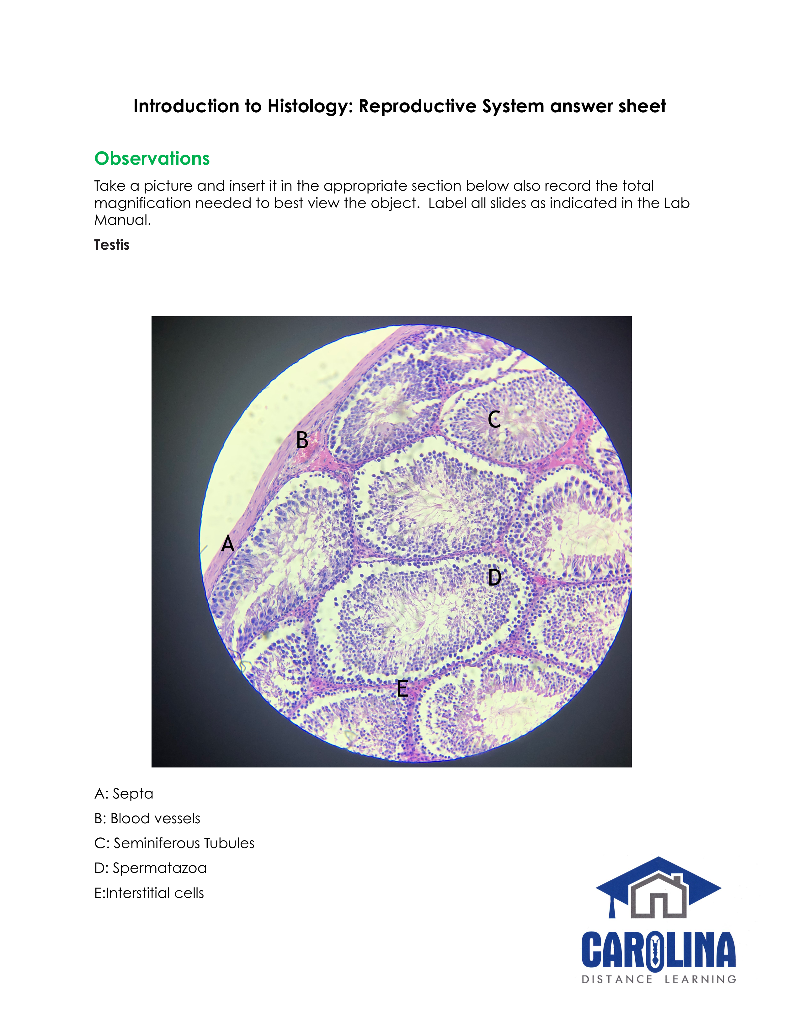 Introduction to Histology_Reproductive system answer sheet.pdf_d2mm40iobx1_page1