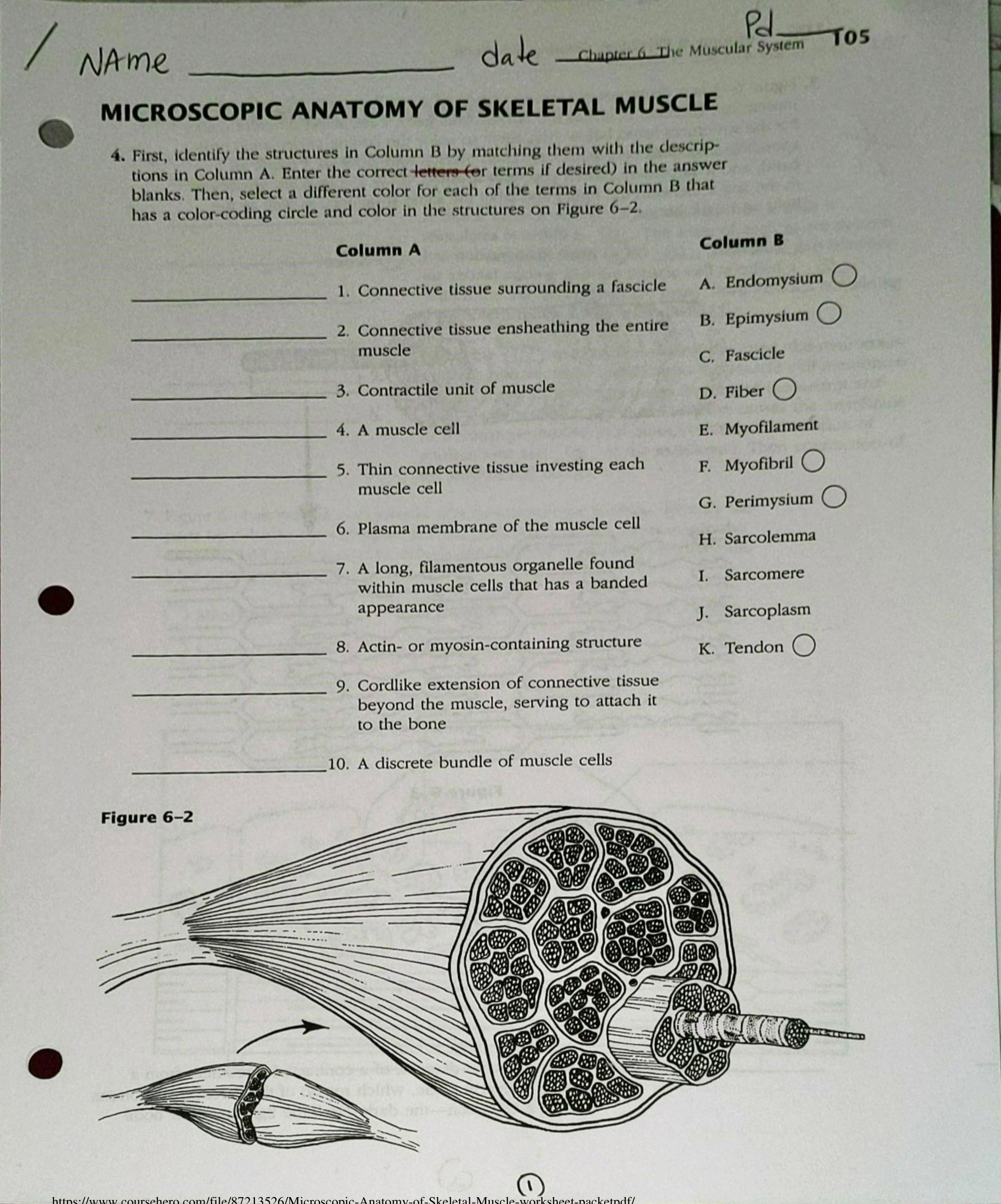 Microscopic Anatomy of Skeletal Muscle worksheet packet.pdf_d2wtpkhzc02_page1