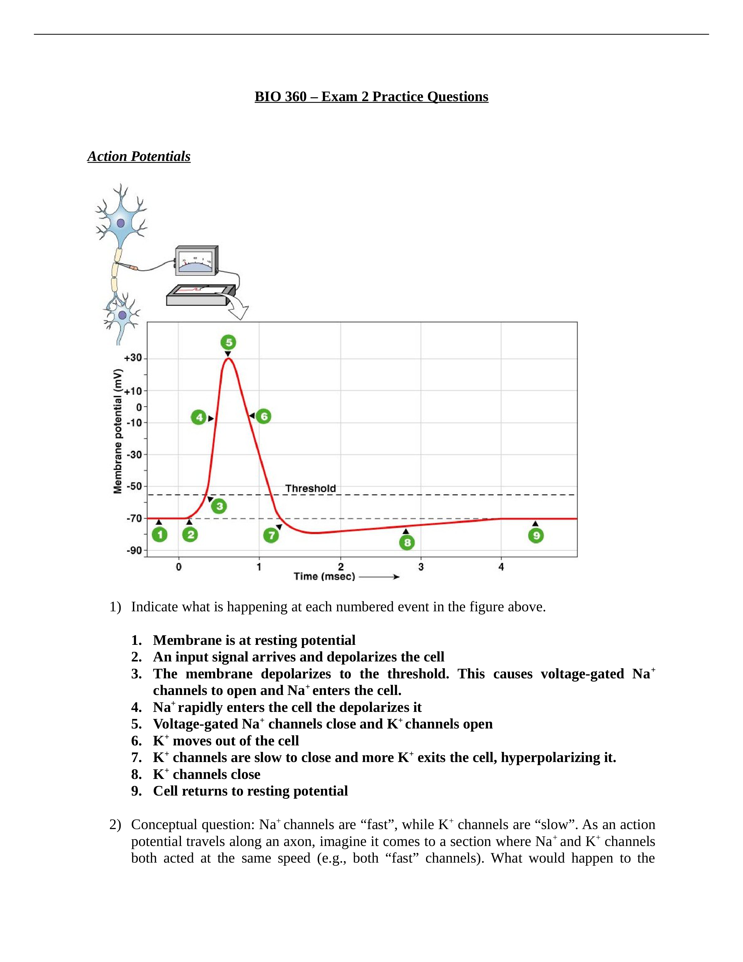 BIO 360 - exam 2 practice questions - answer key.docx_d38f6kq8t66_page1