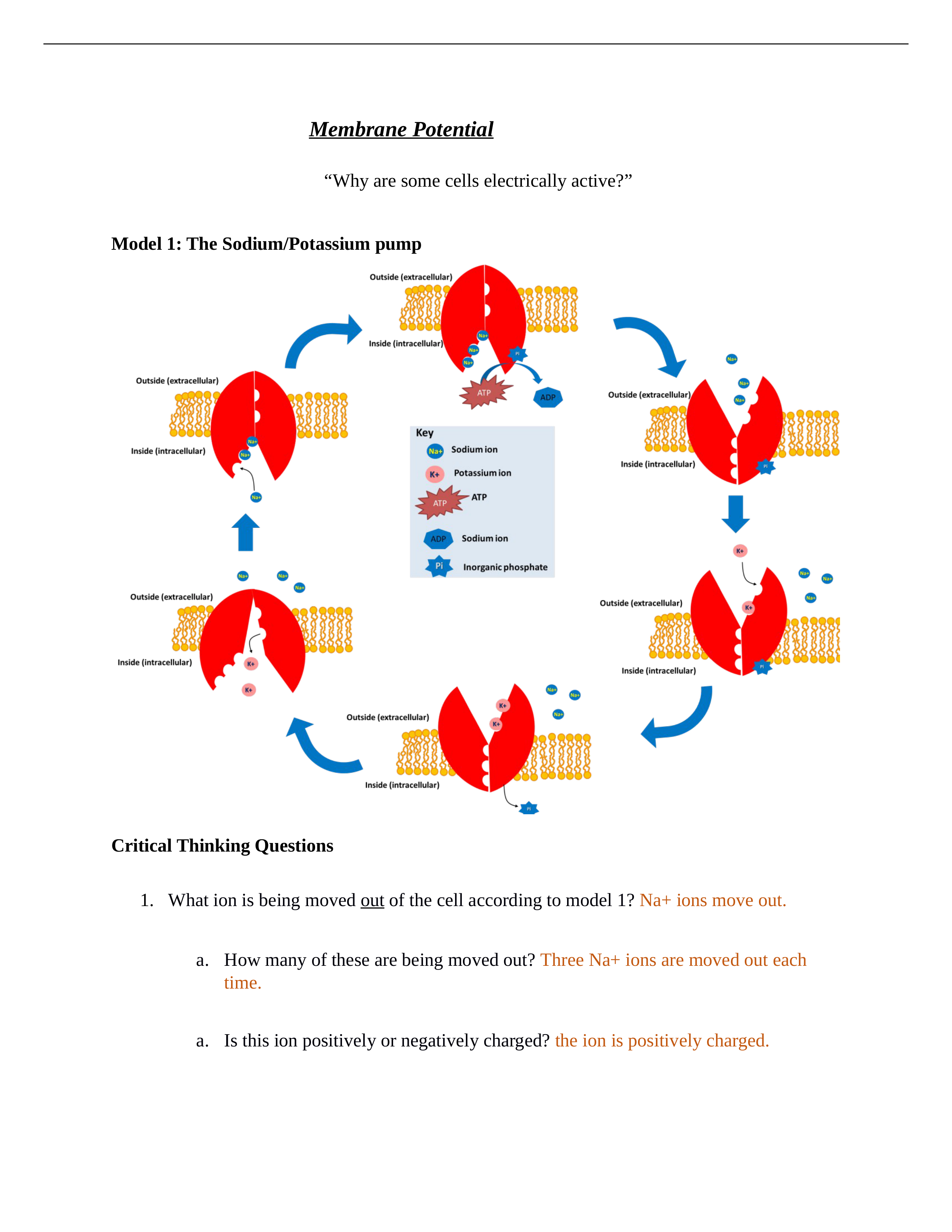 membrane potential POGIL (3).docx_d4senaoleat_page1