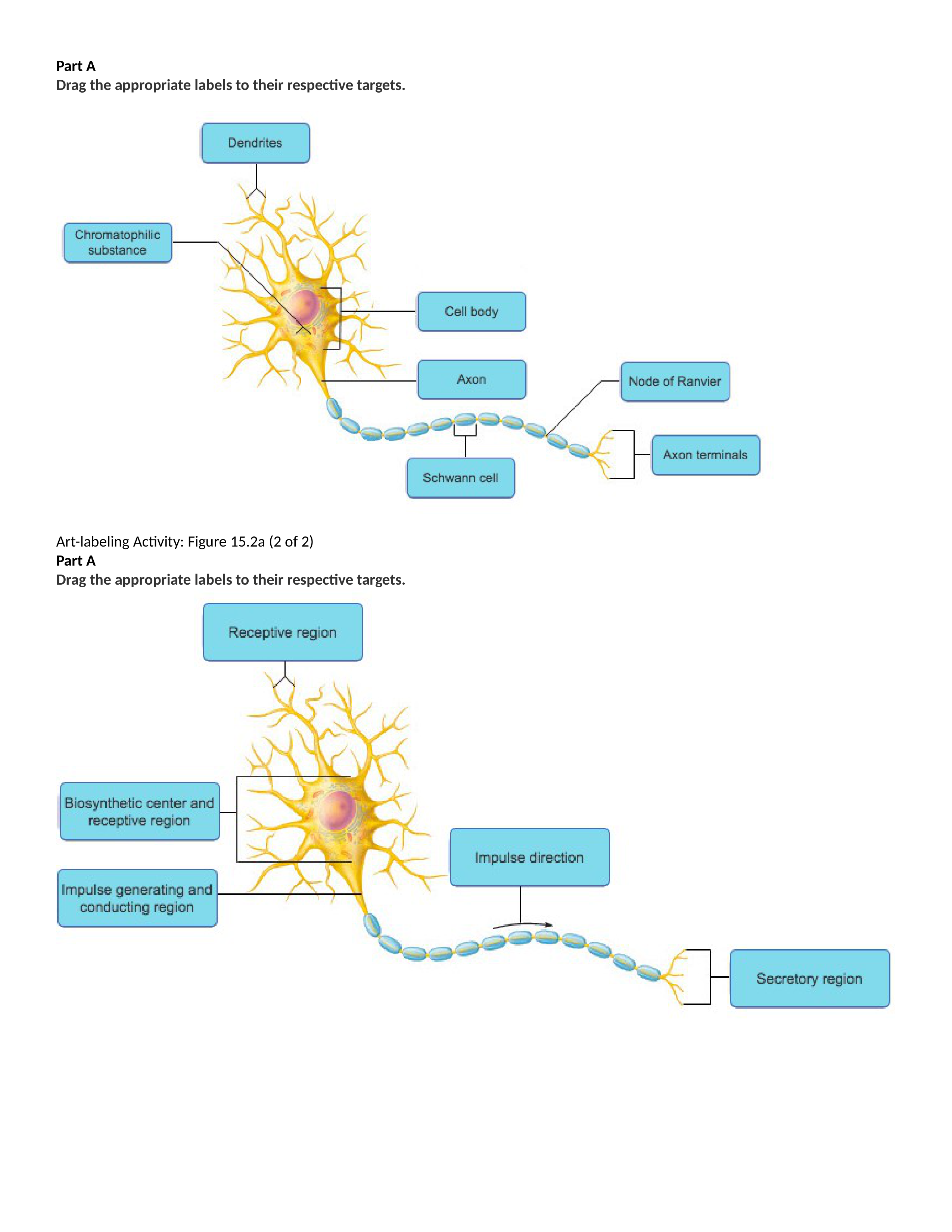 BIO - 168 - D6B - Nervous System Part 1 - Mastering A&P Lab Assignment.docx_d5a2kk3lt8q_page1