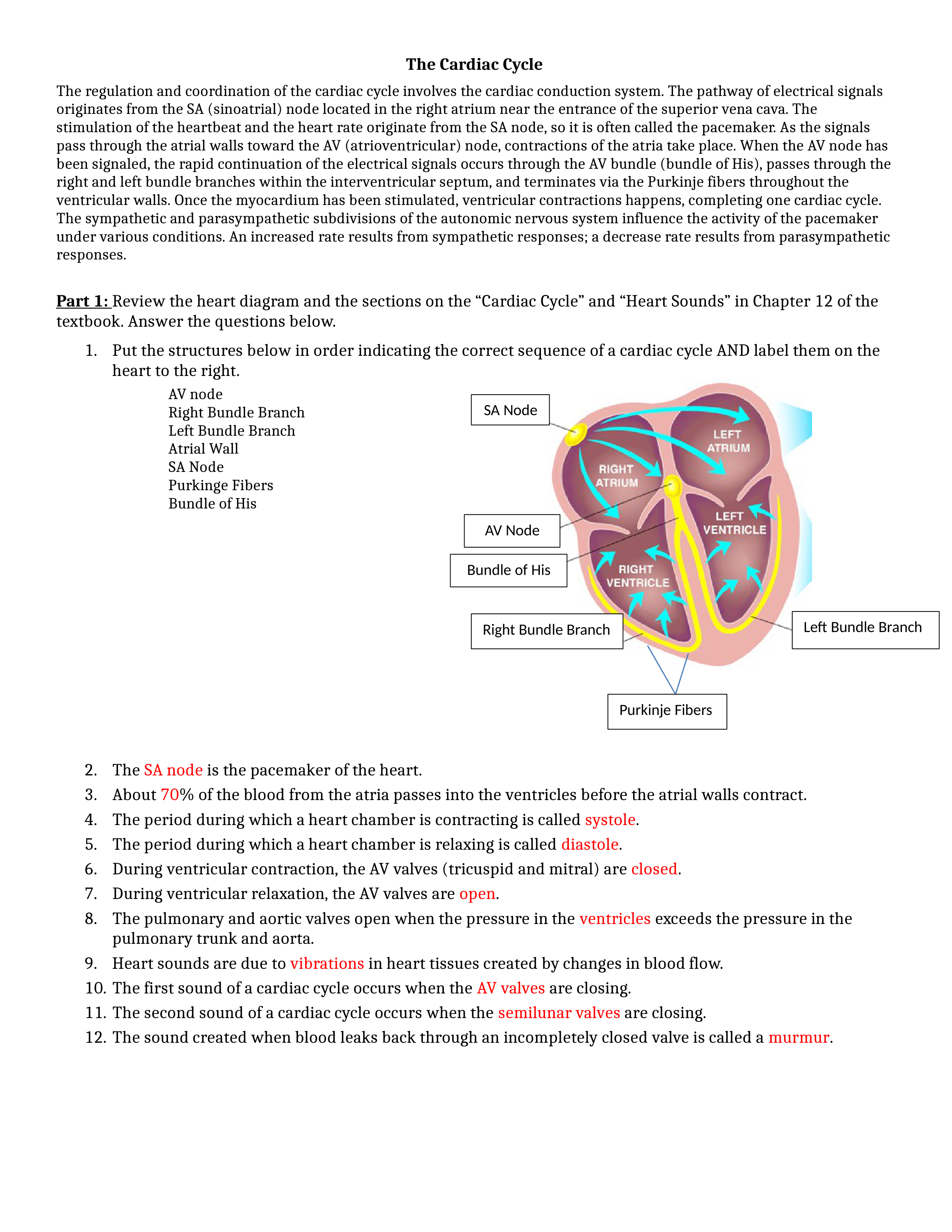 Cardiac Cycle.docx_d5b1vyedohd_page1