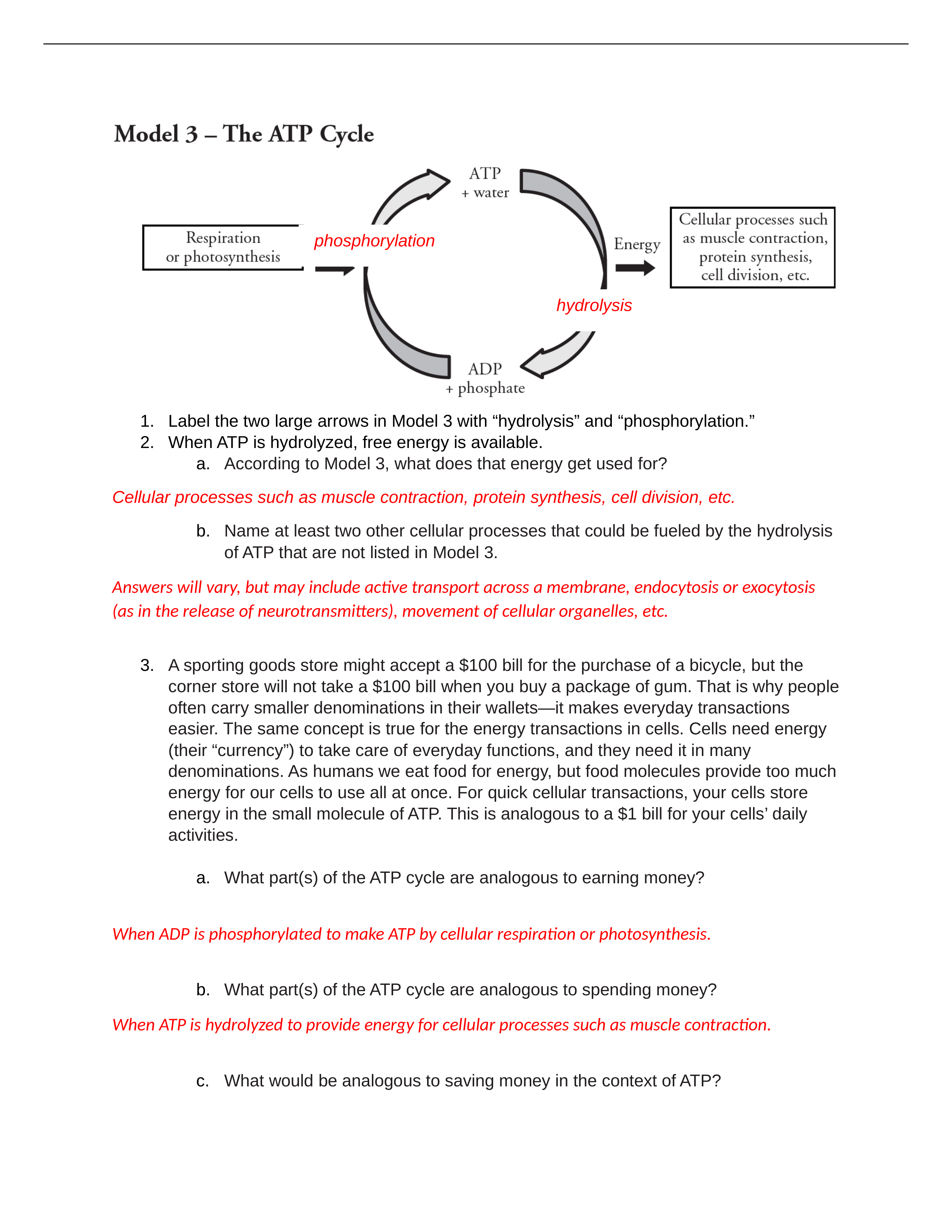 POGIL - Cellular Respiration 1_AnswerKey.docx_d6k0nl5xaxq_page1