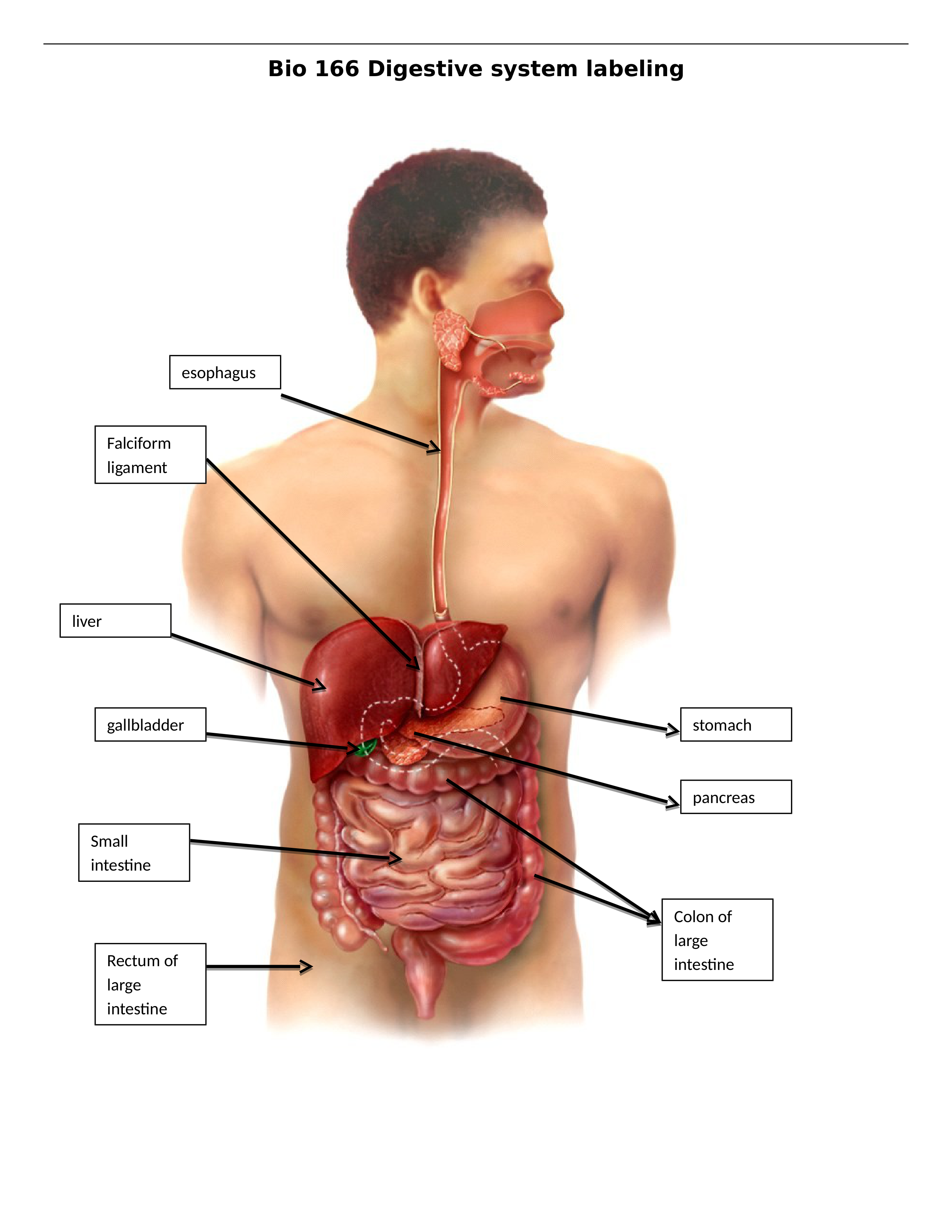 Digestive system labeling worksheet answer key.docx_d7xr3py17sp_page1