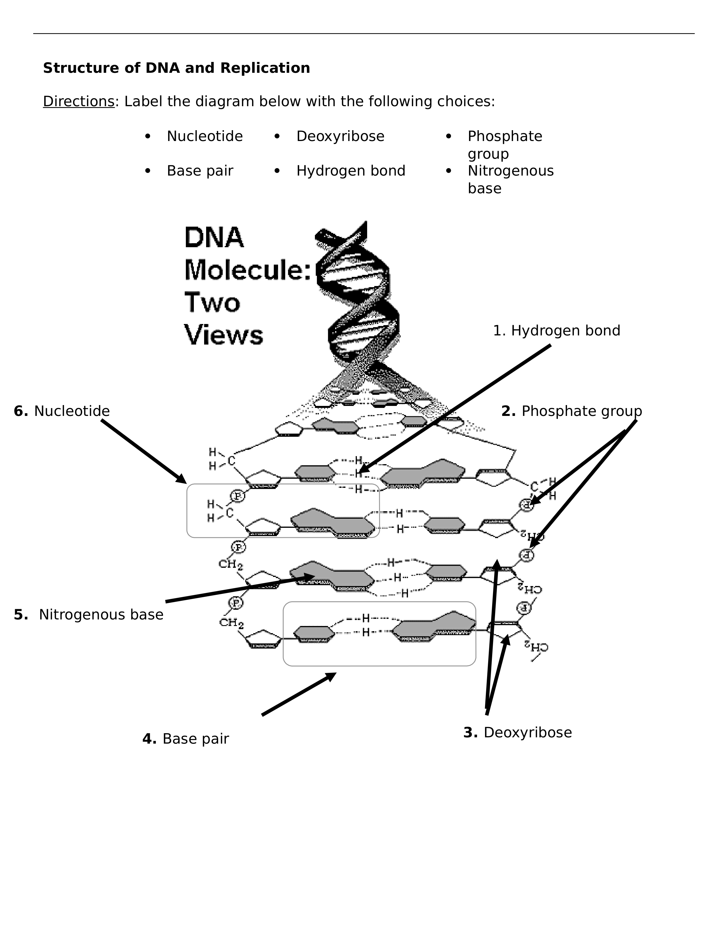 DNA Strucuture and Replication_dajuv09afwo_page1