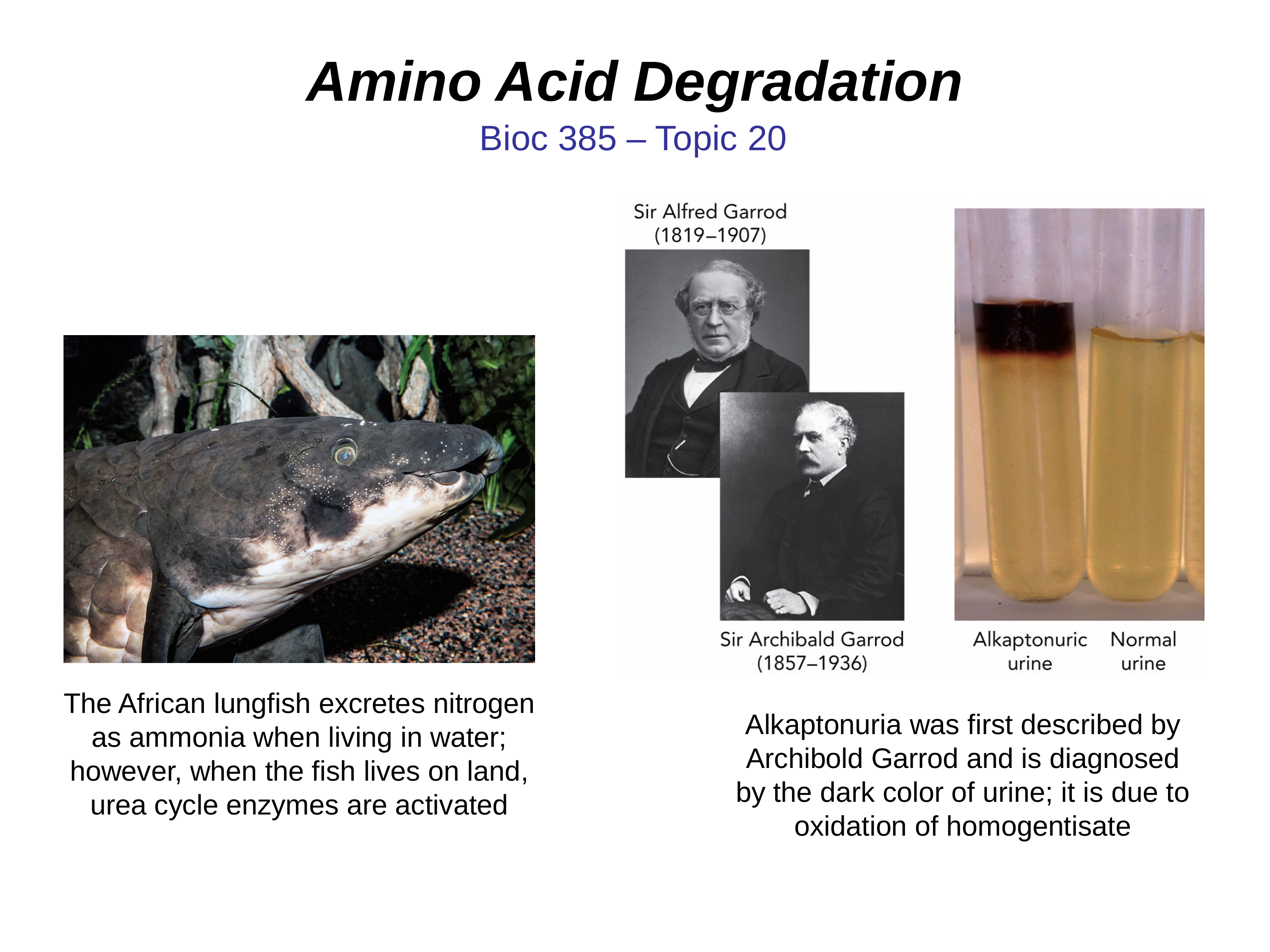 Bioc385-Topic20-AAdegradation-REV (1)_daq60dxtvz2_page1