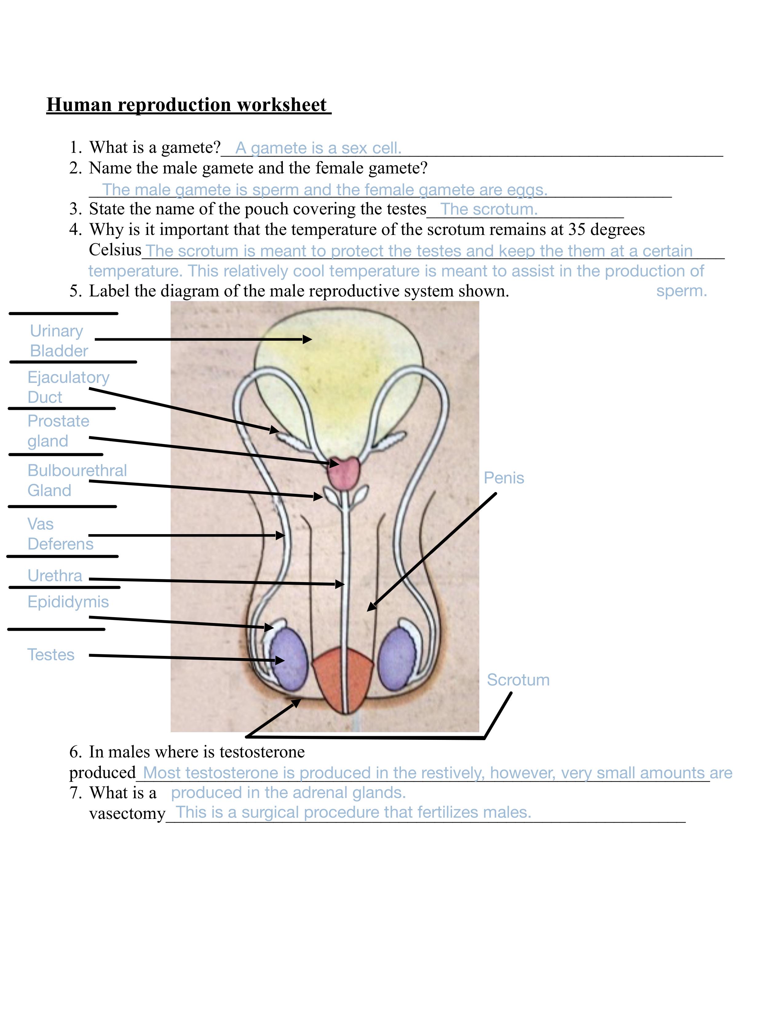 Human_reproduction_worksheet .pdf_dco34iyaeco_page1