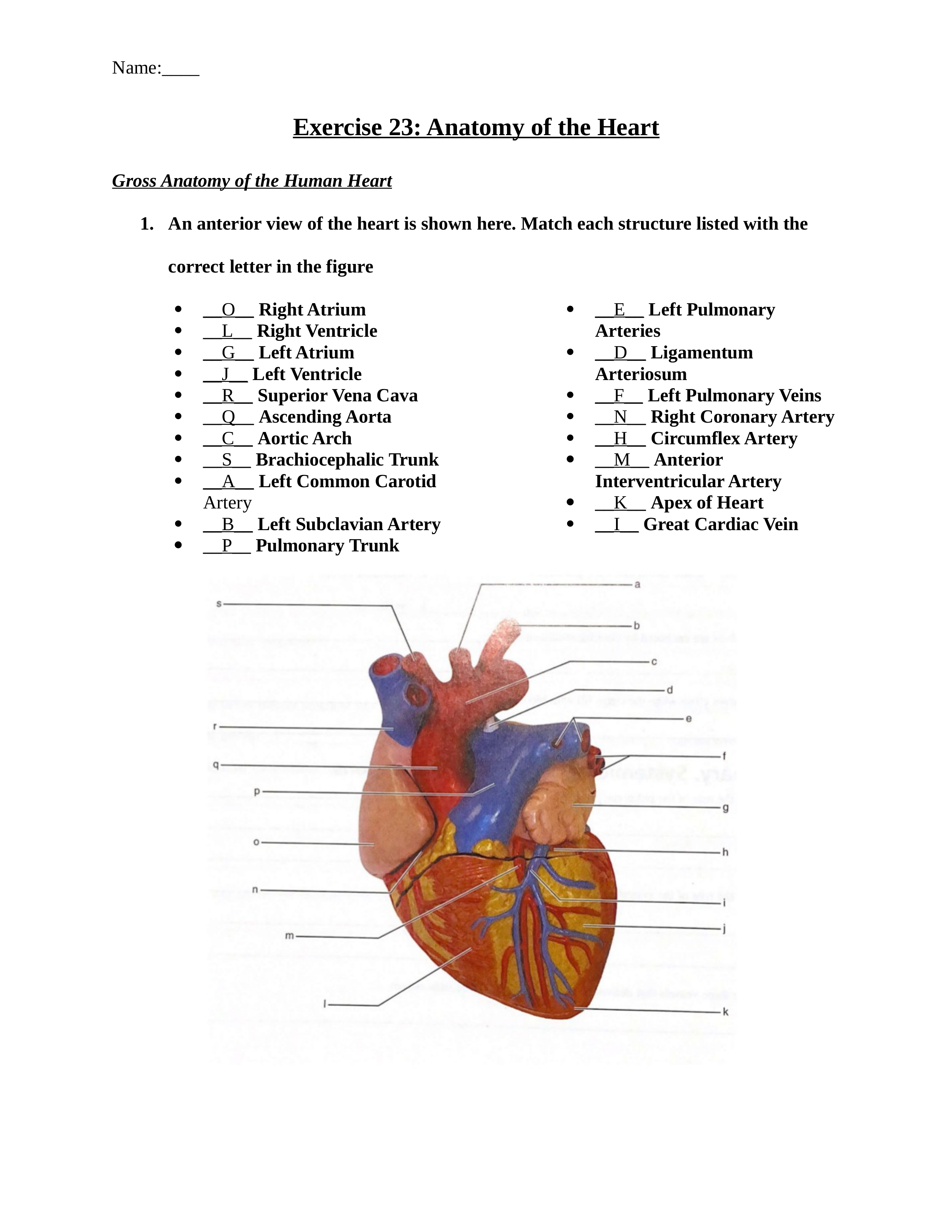 Anatomy Lab Homework 7.docx_dd4hookb6ok_page1