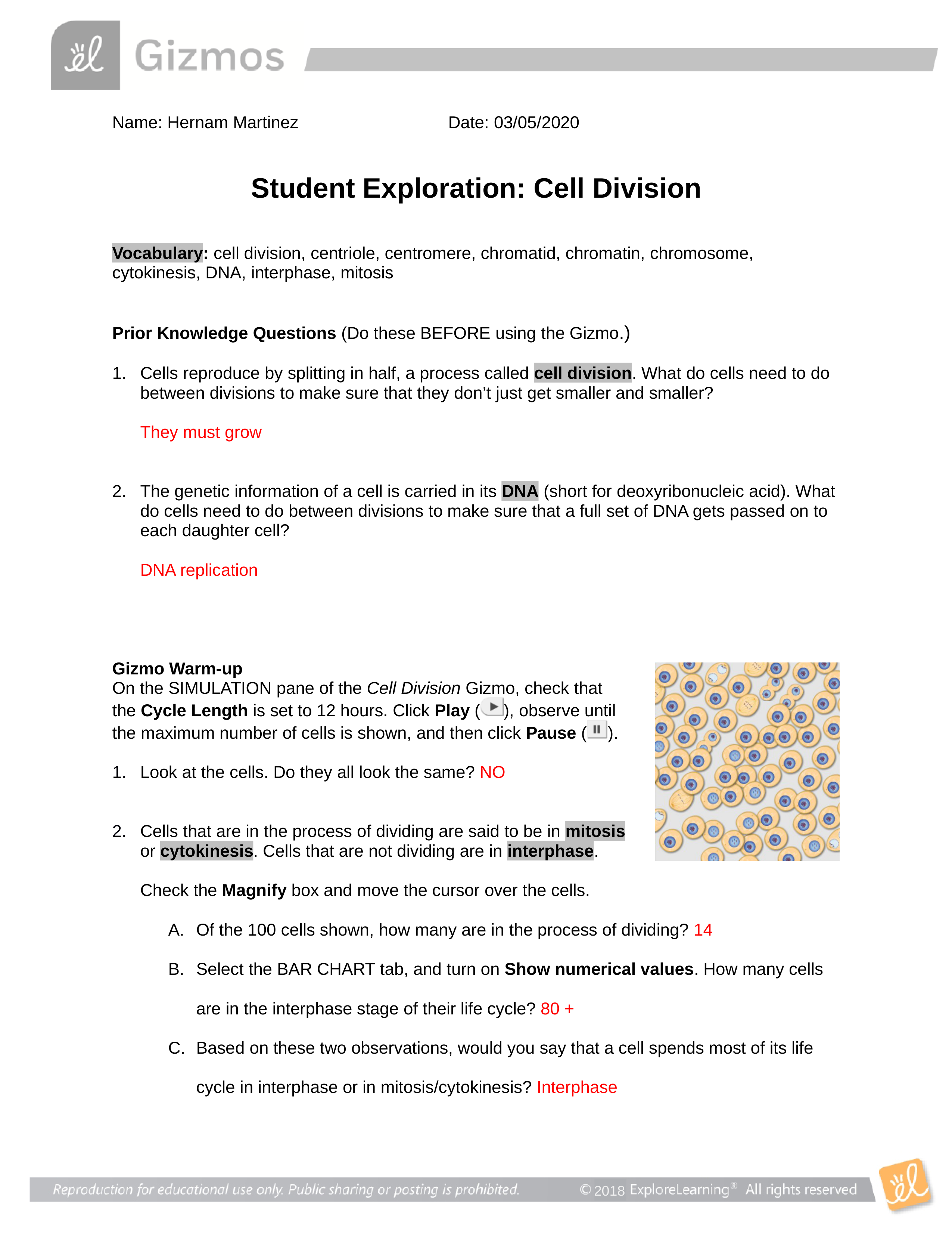 Gizmo Cell Division.docx_dentcpdjn3b_page1