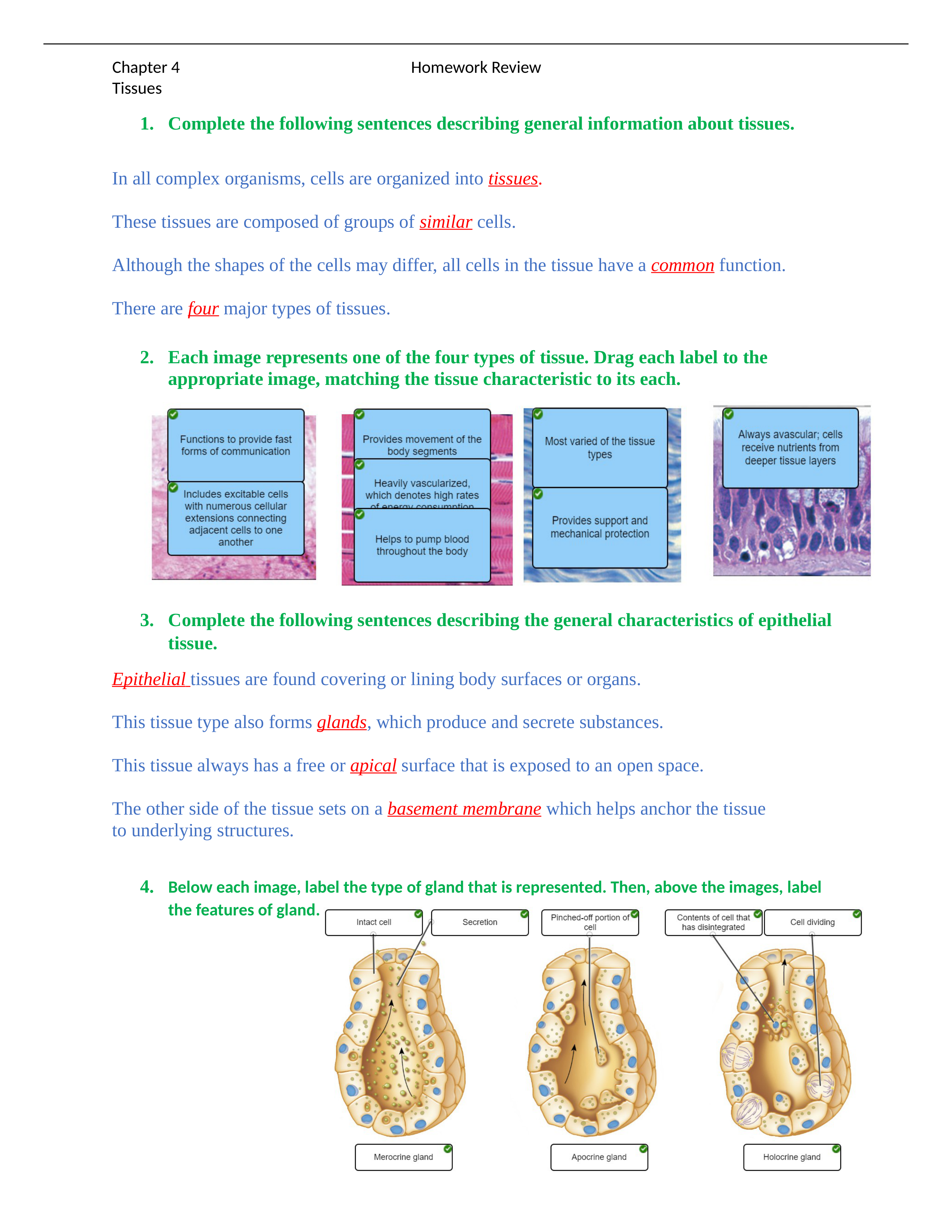 Chapter 4 Tissue Homework Review.docx_der5s8hdlyr_page1