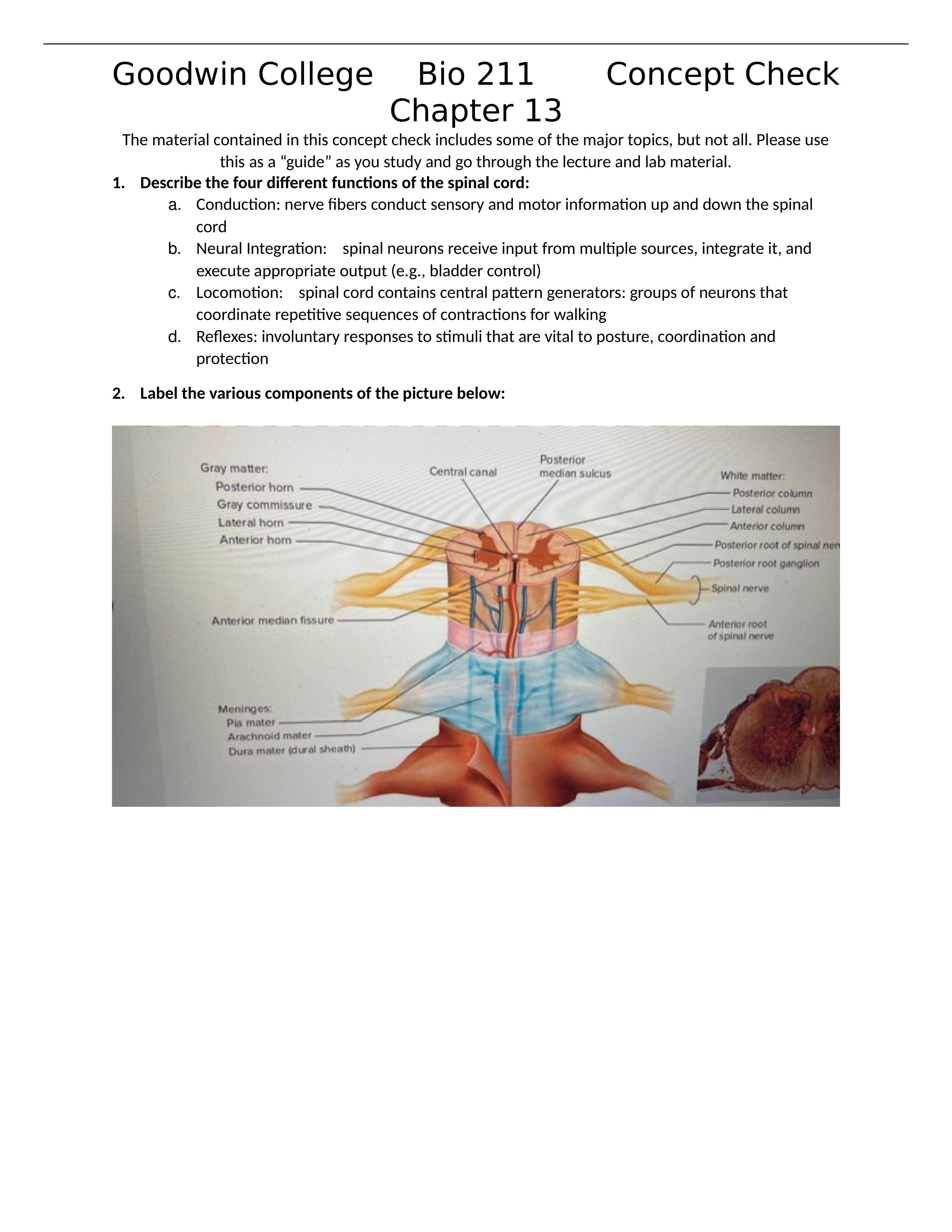 Chapter 13 Concept Check BIO211(1).docx_dff8ppv1t3d_page1