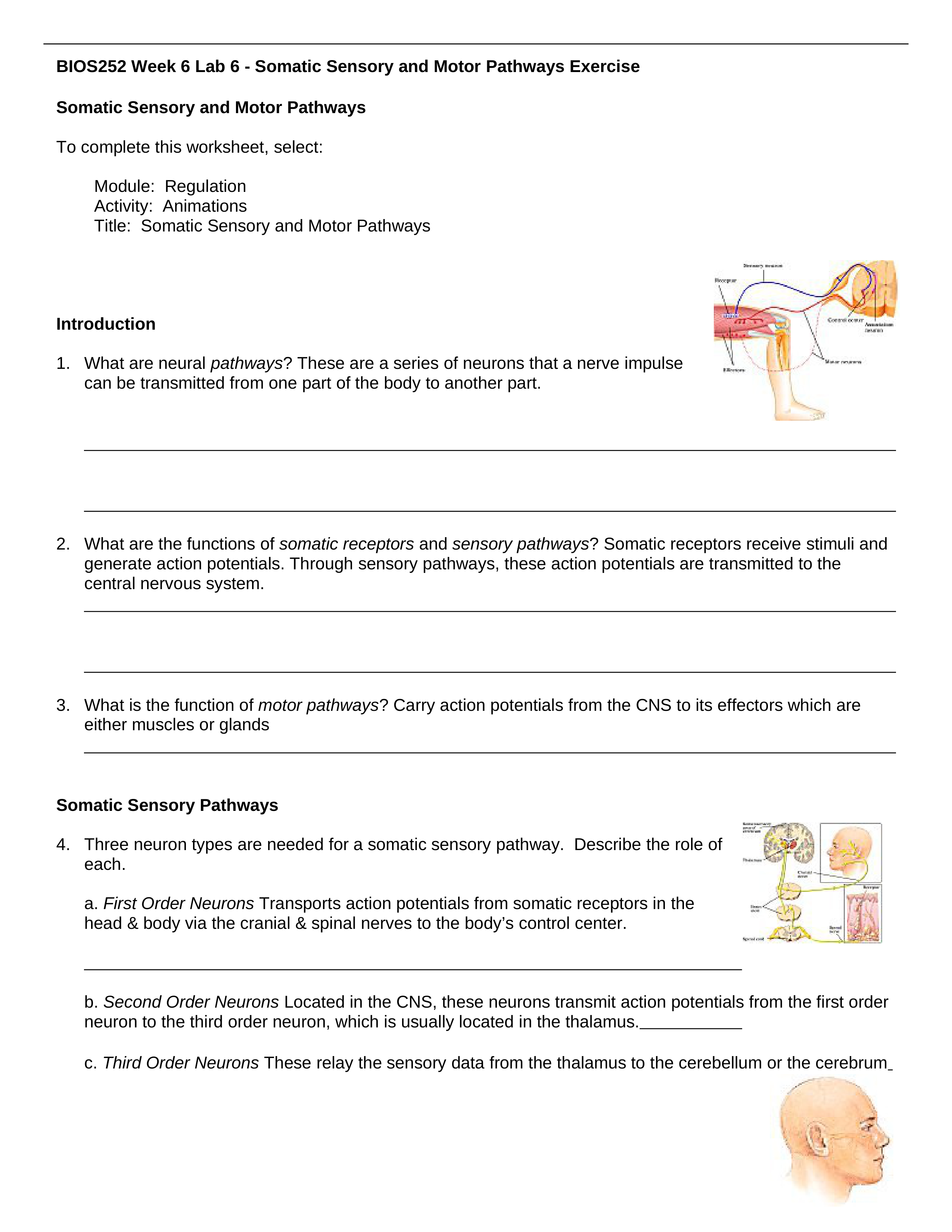 BIOS252 Week 6 Lab - Somatic Sensory and Motor Pathways Exercise (1)_dfx48l5mwk2_page1