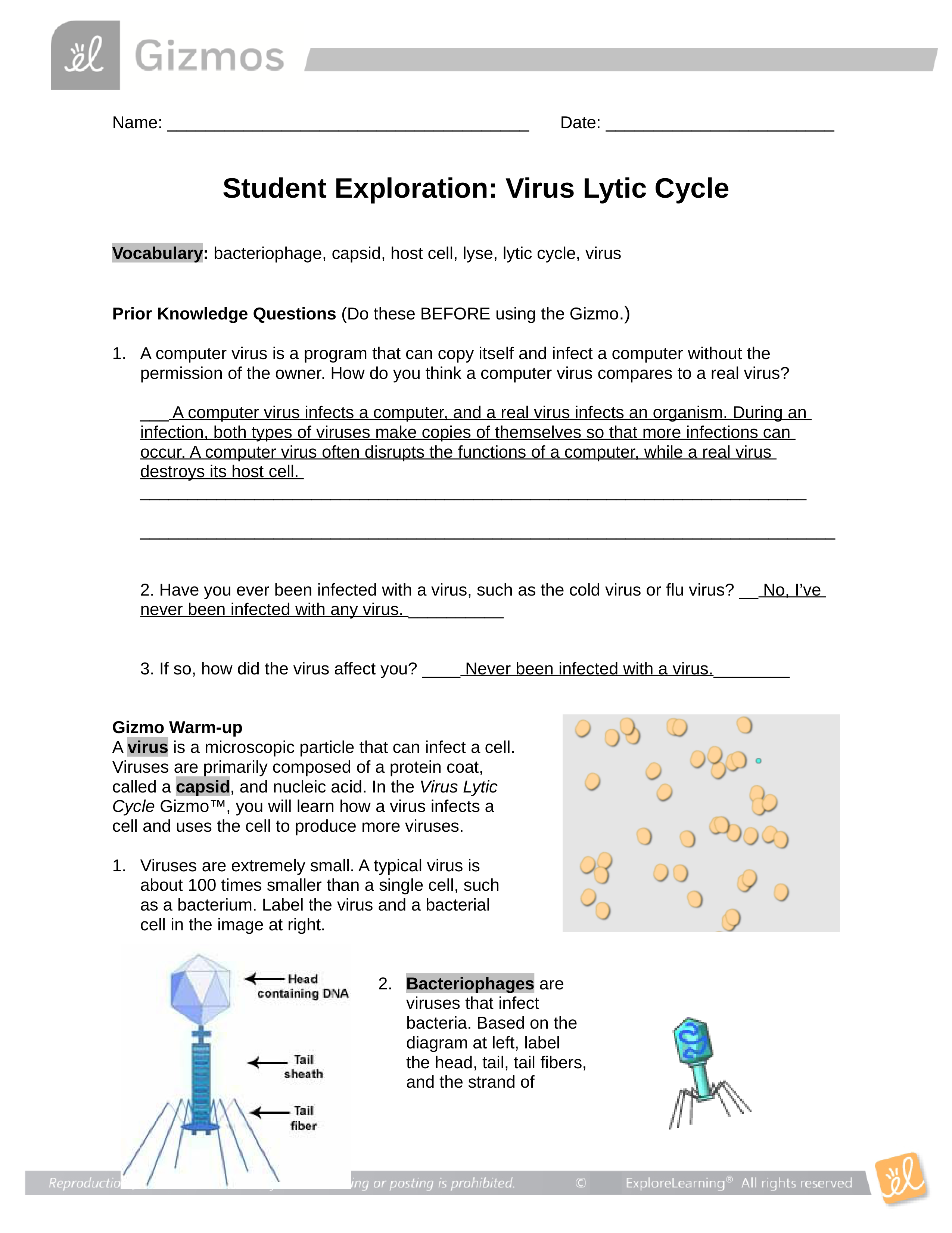 GIZMO Virus Lytic Cycle.docx_dg57lgb74wq_page1