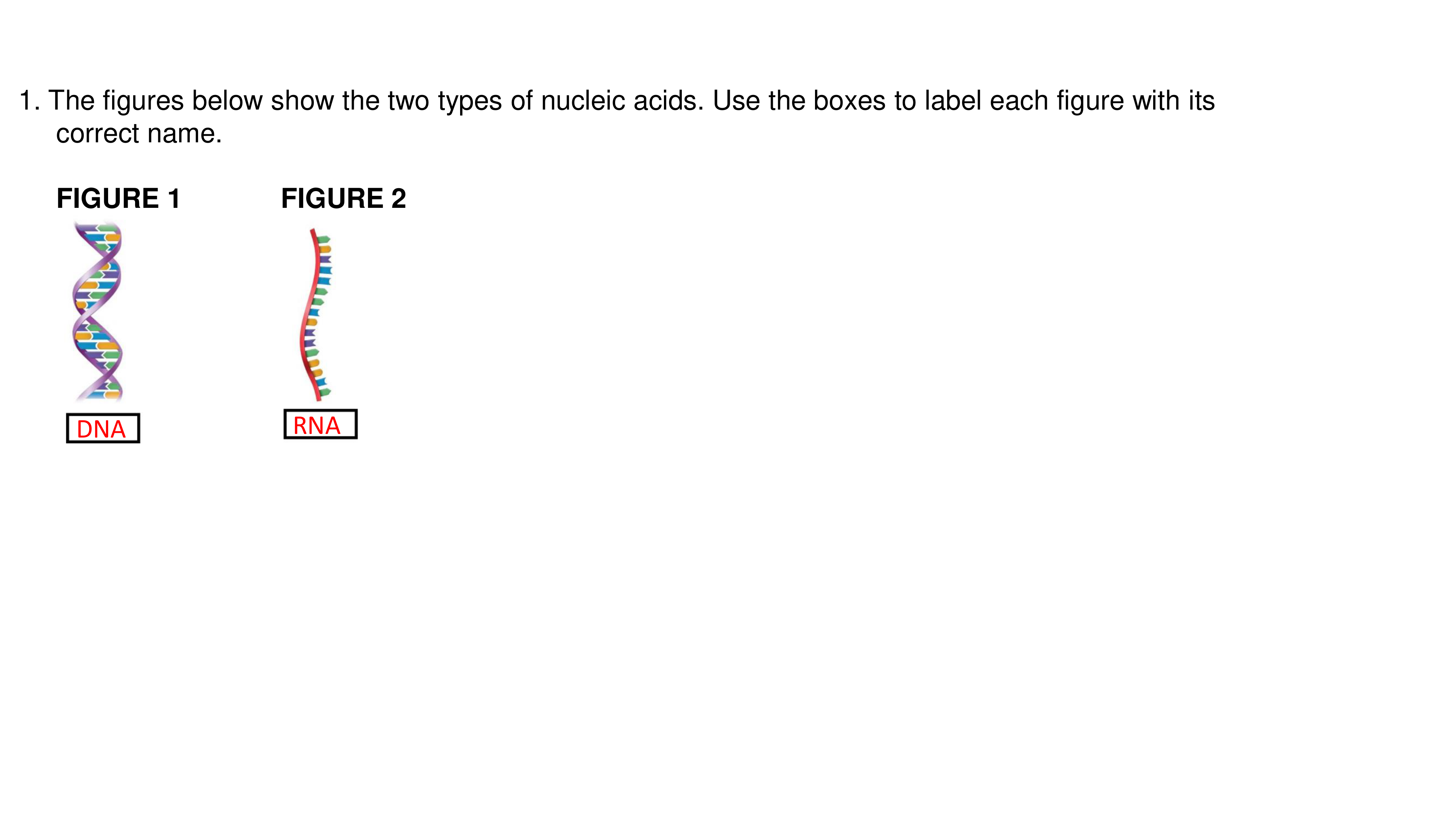 Assignment 6 DNA Structure and  Replication Assignment  Answer Key  .pdf_dg6o8yi1ewi_page1