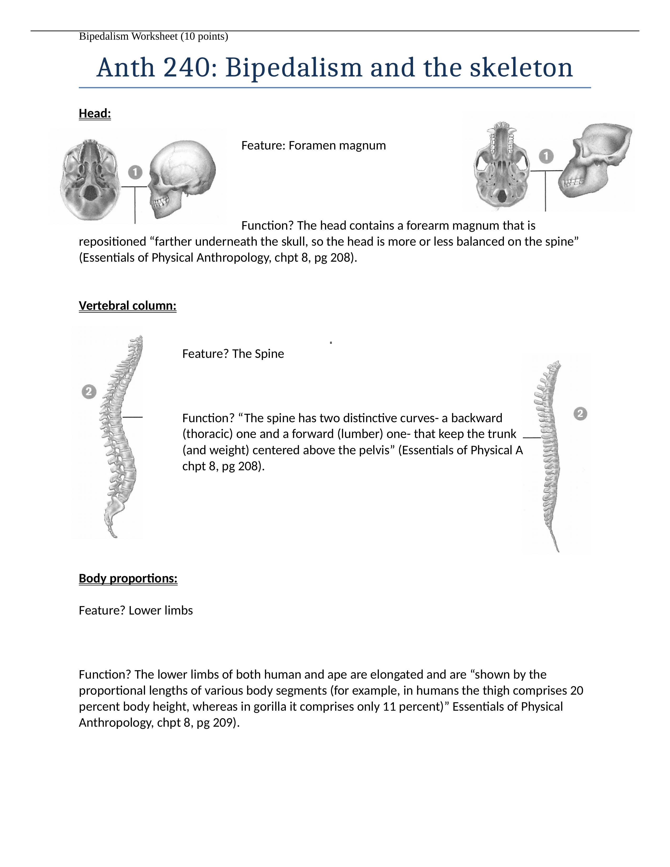 Bipedalism+Worksheet.docx_dgevur6fv6s_page1