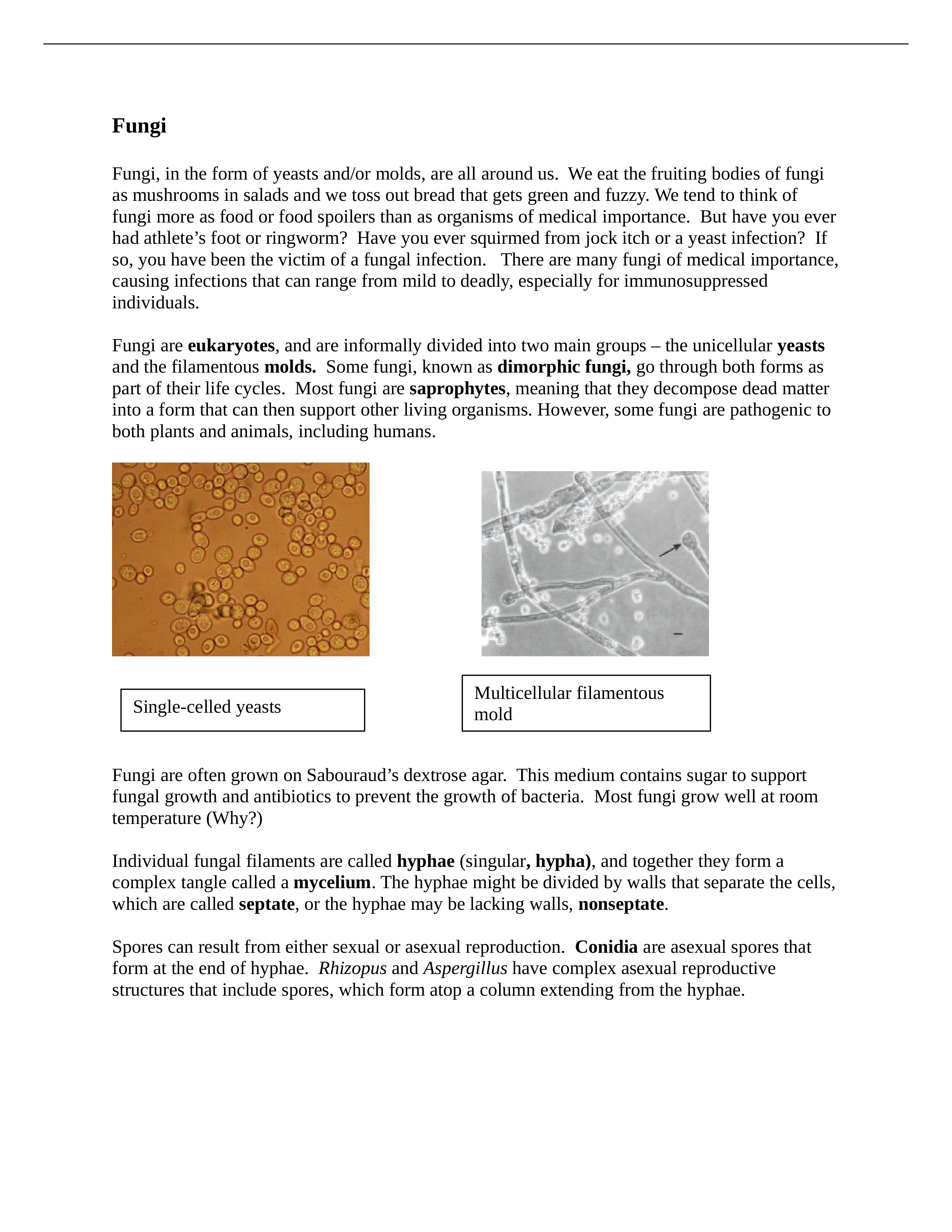 Chapter 20 Fungi.doc_dhk226520vb_page1