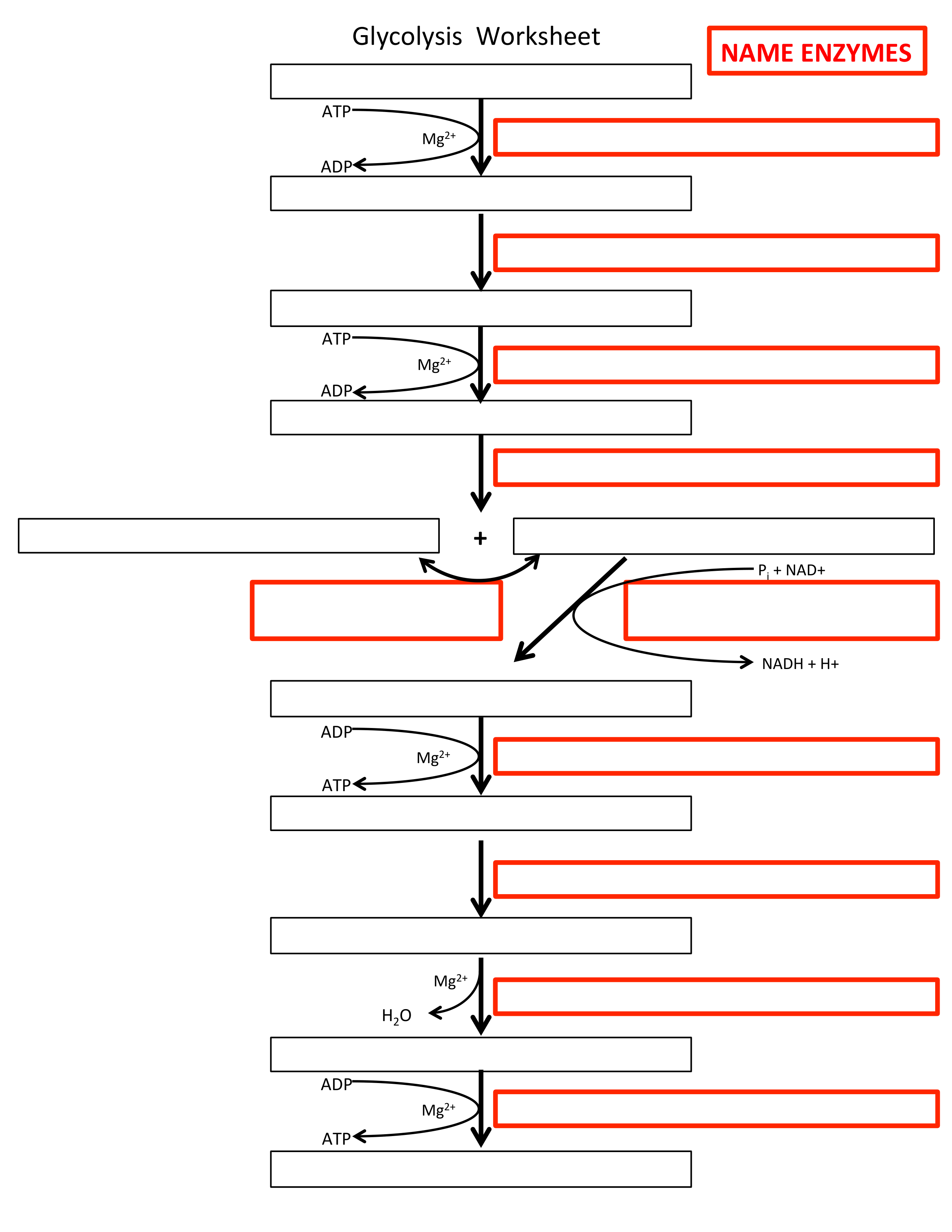 BIBC102 Rev5Quiz Glycolysis Practice Worksheets_dhmdobq0z7a_page1