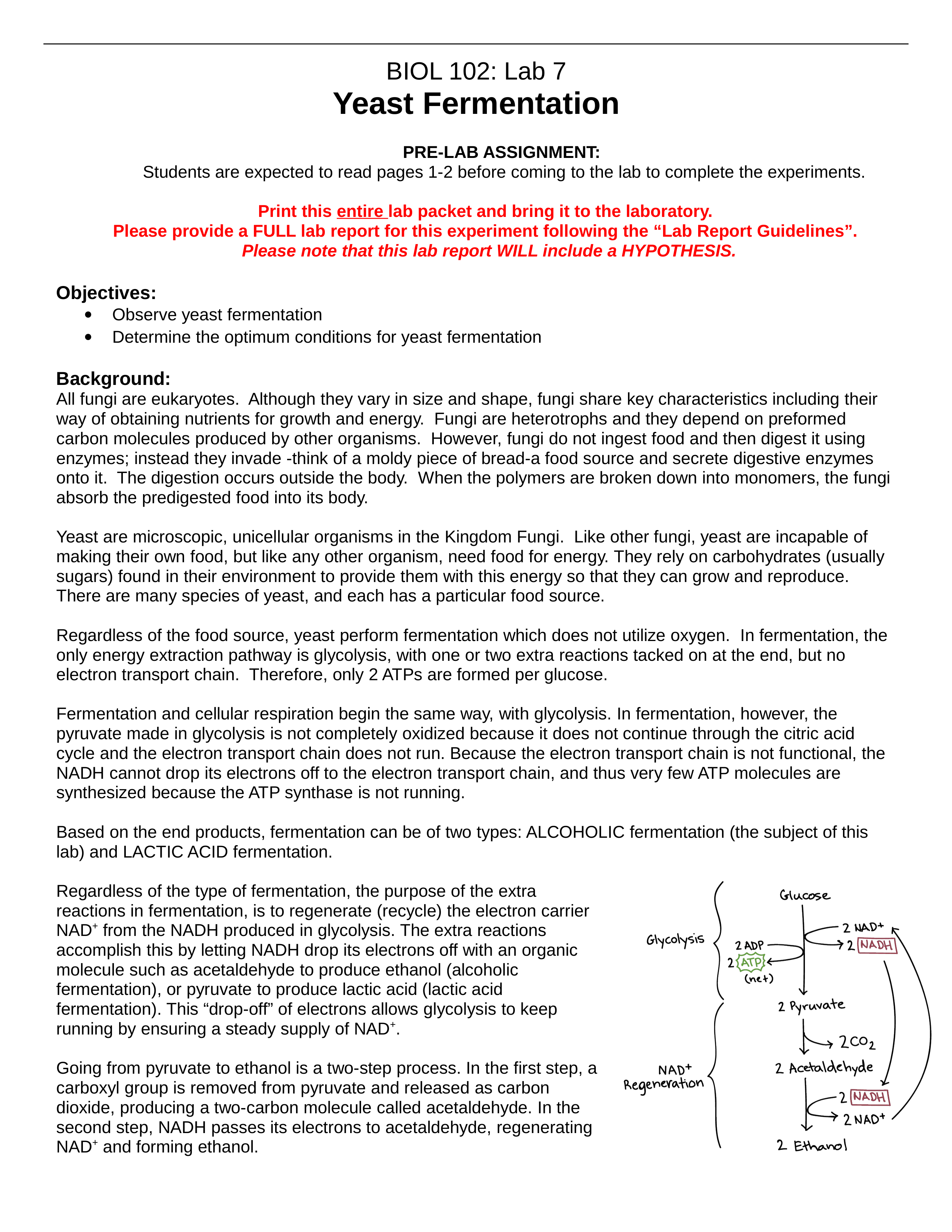 Lab 7_ Fermentation.doc_dhnuu2gyamq_page1