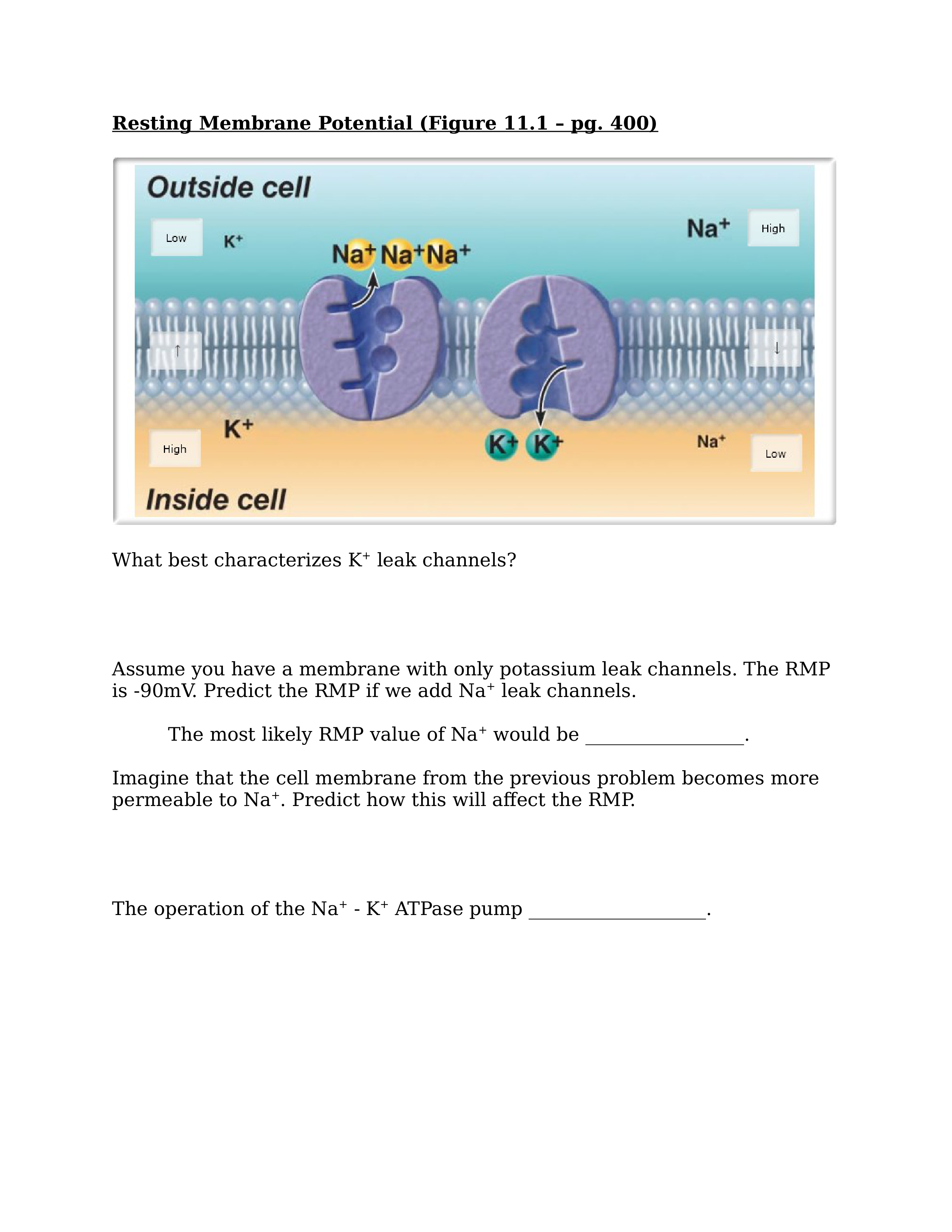 RMP, AP, and Chemical Synapse_djvqa2ju849_page1