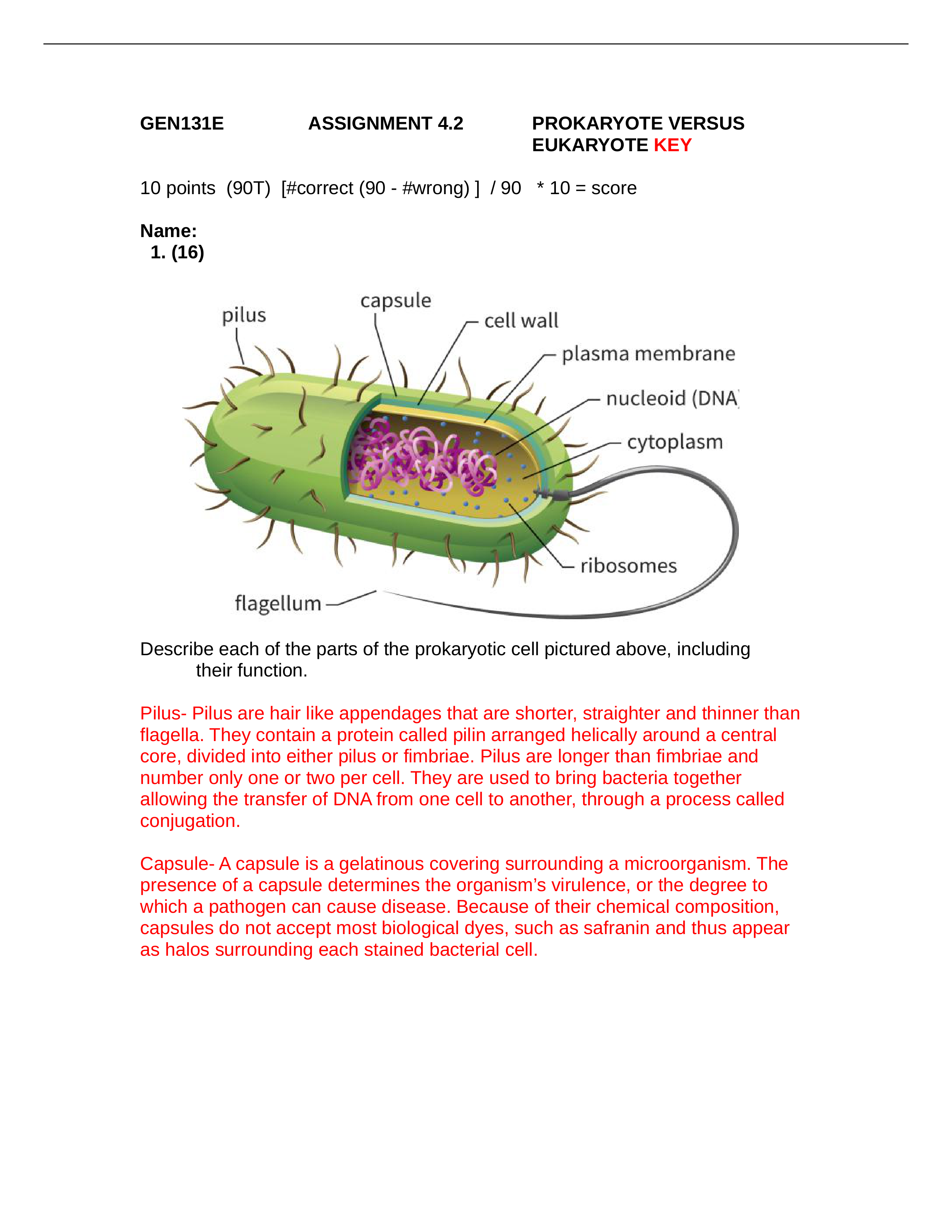 ASSN 4.2 PROKARYOTE VERSUS EUKARYOTE KEY.docx_dk023nzetak_page1