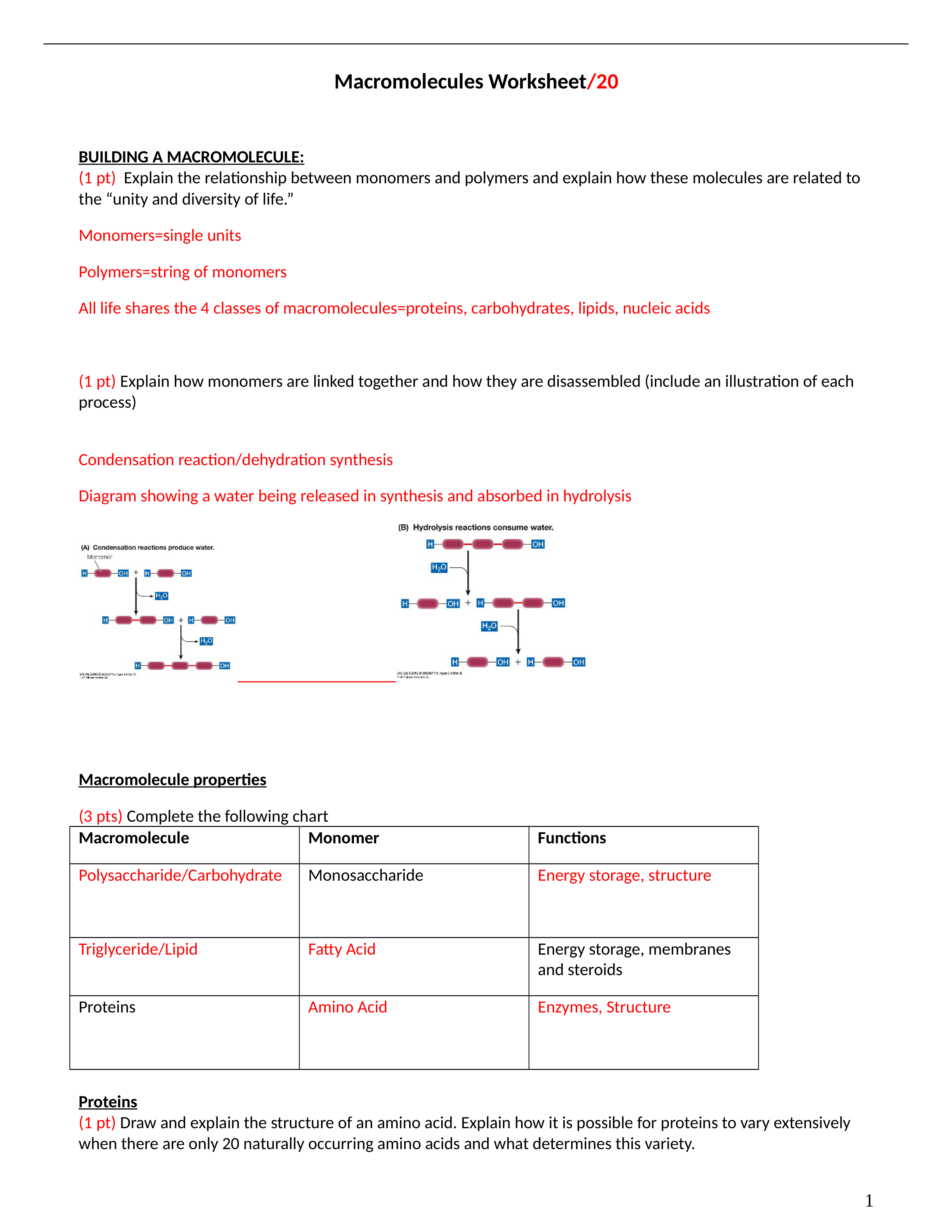 Macromolecules Worksheet - Key.docx_dla9t2h4iv5_page1