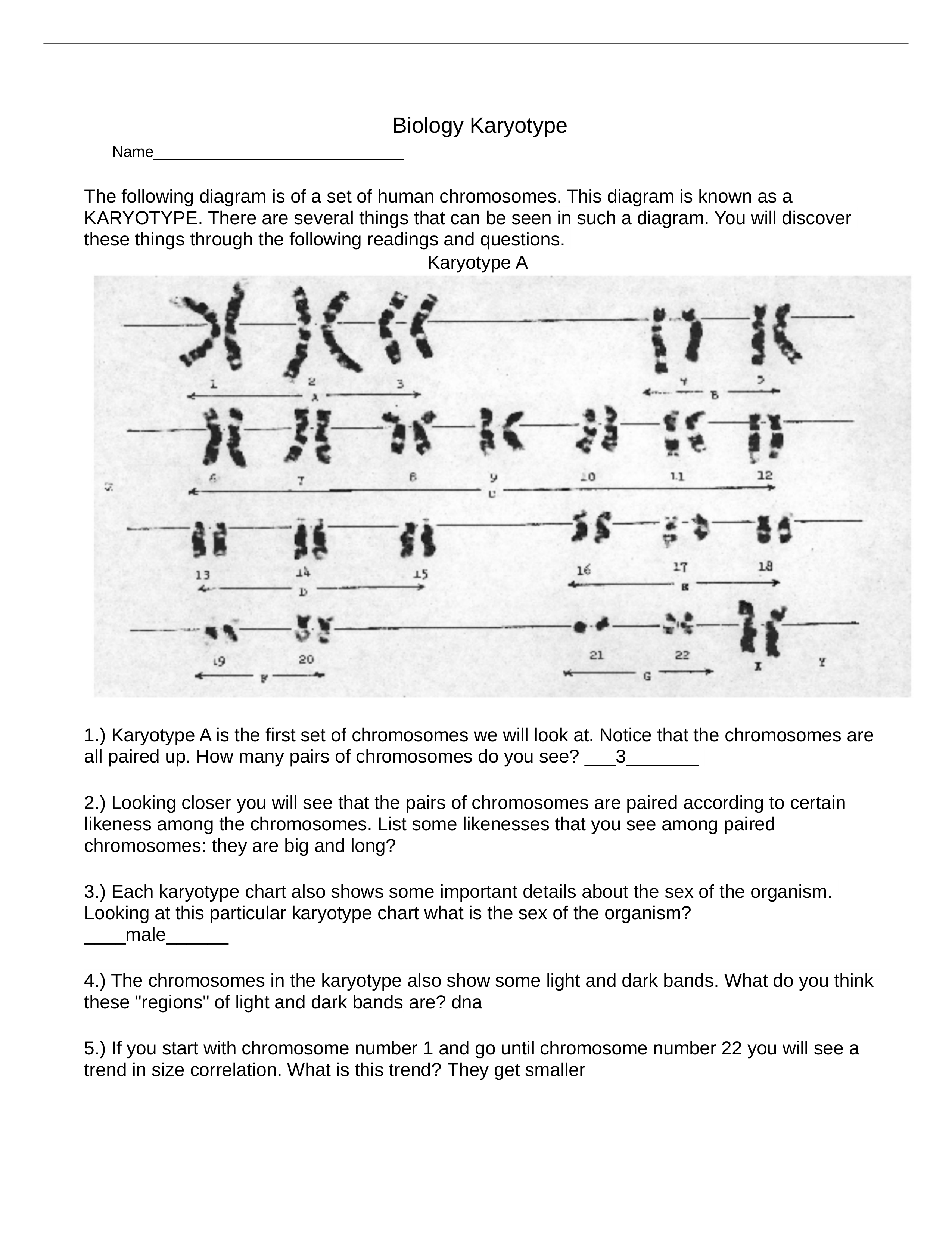 Copy_of_Biology_Karyotype_Worksheet_dnapog00a7s_page1