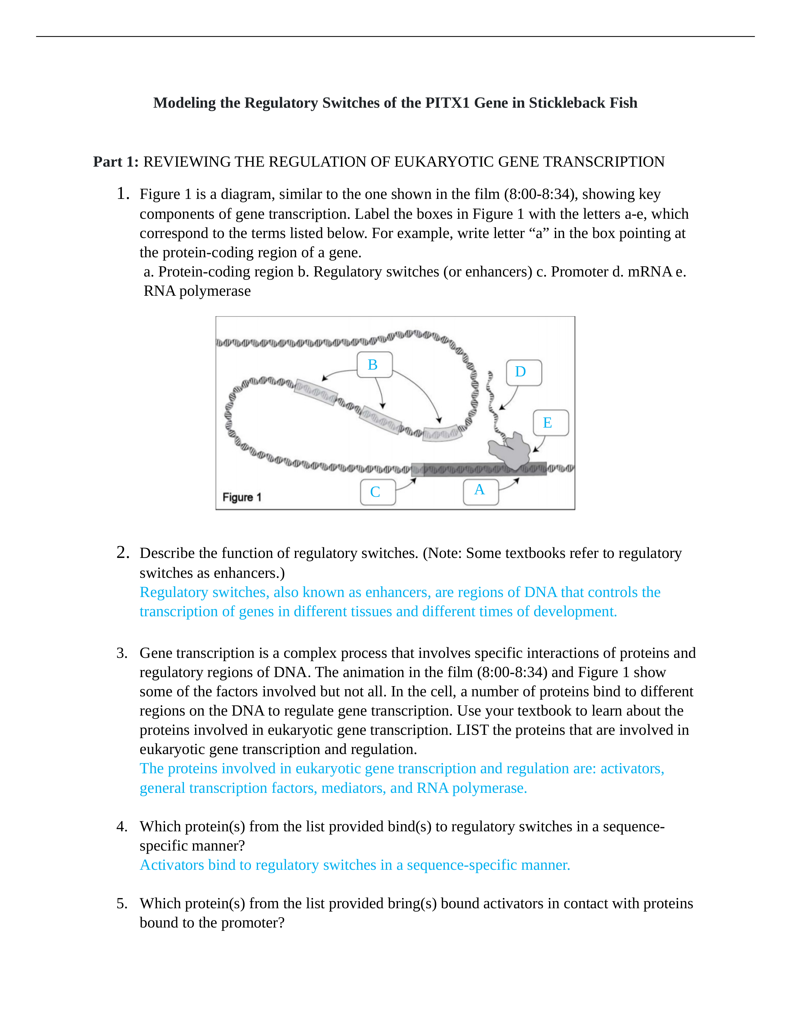 Modeling the Regulatory Switches of the PITX1 Gene in Stickleback Fish.docx_dpfswlr983f_page1