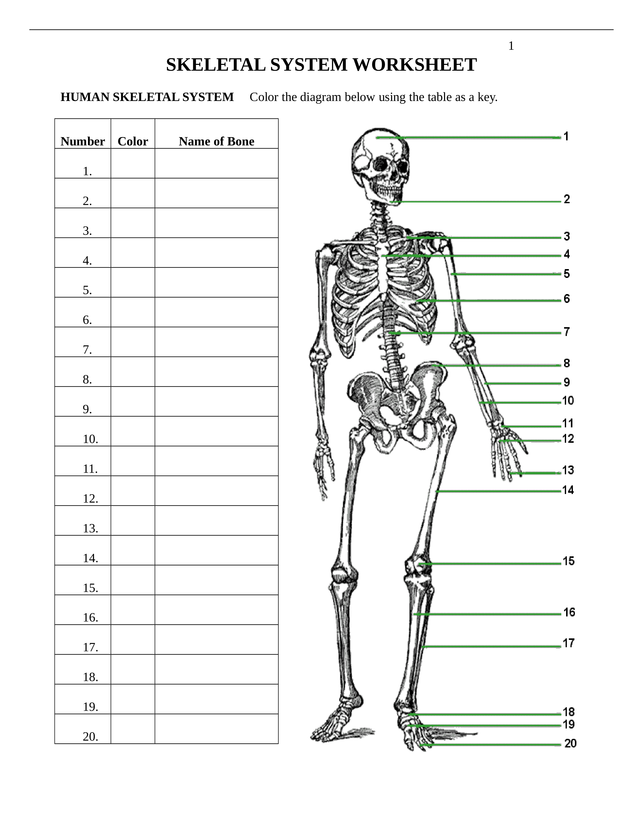 Skeletal_System_Worksheet_dpo6b7dikl4_page1