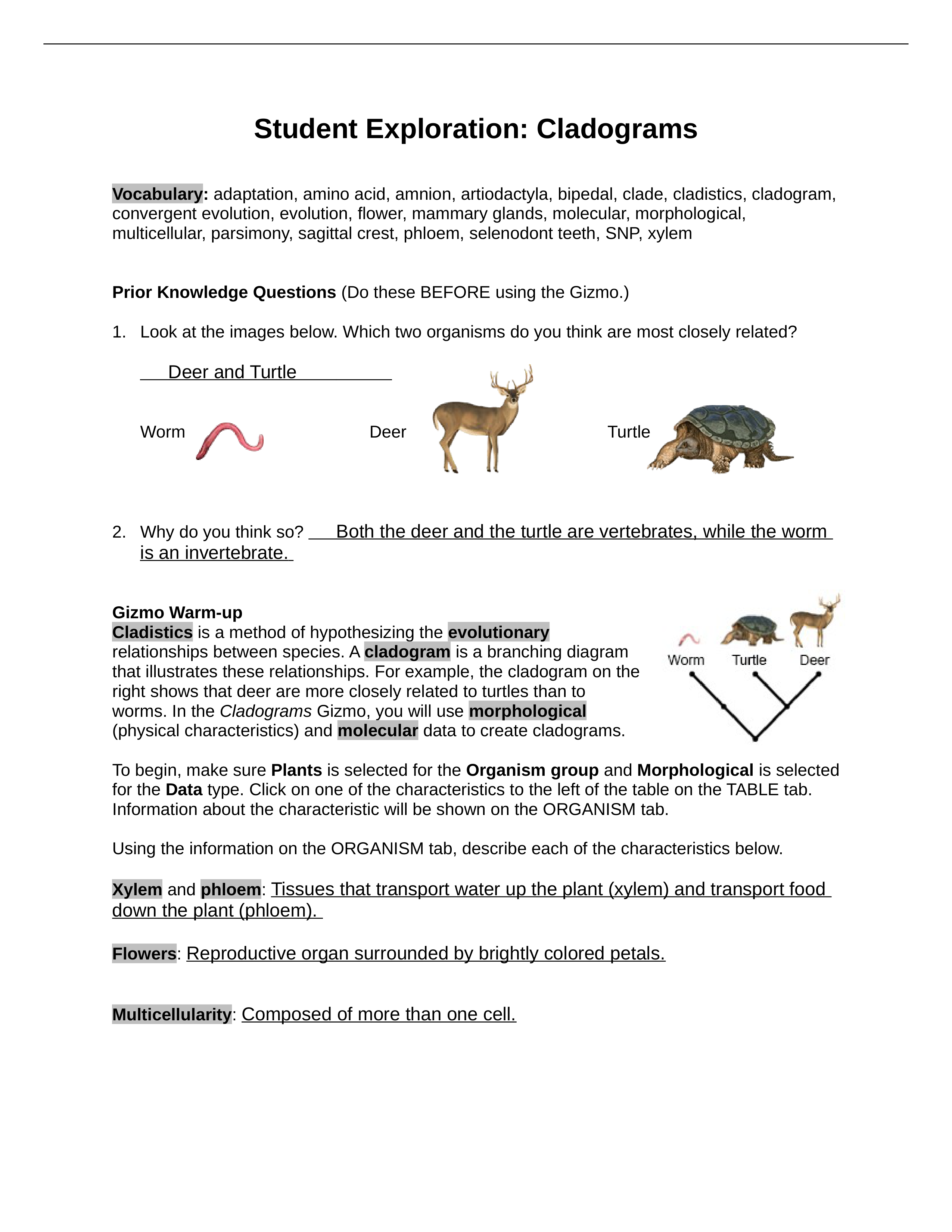 Cladogram Activity A.docx_dqnffmlb6v0_page1