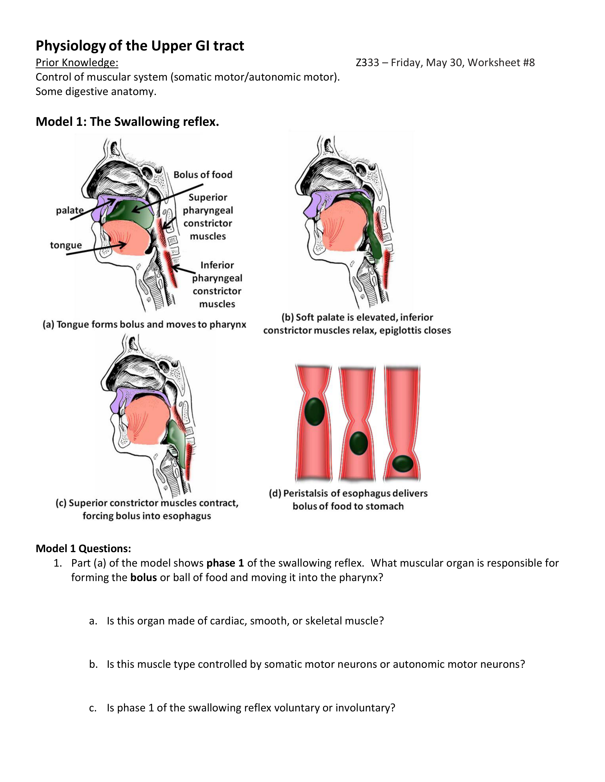 Worksheet8-PhysiologyofUpperGI_dqnt33pyu5s_page1