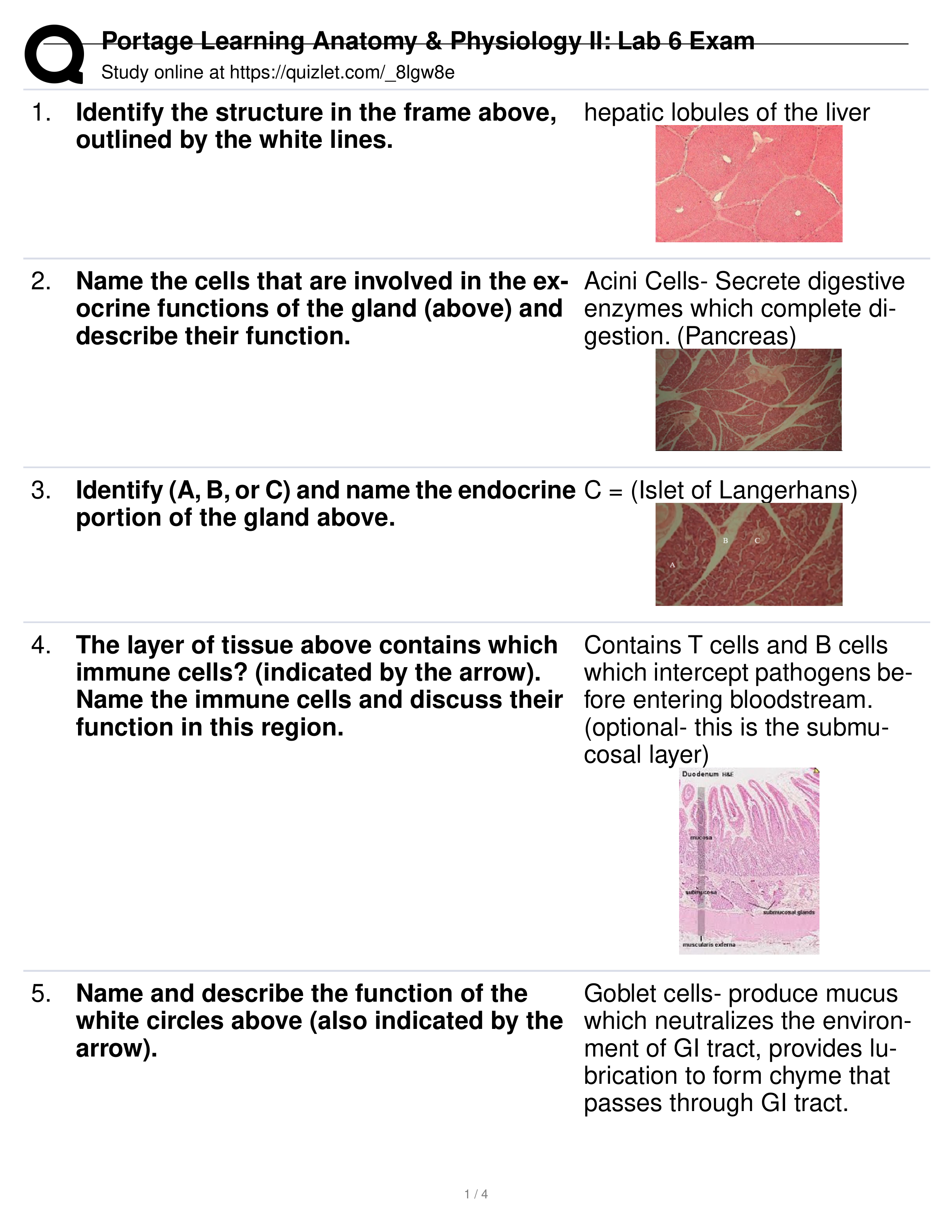 Portage Learning Anatomy & Physiology II_ Lab 6 Exam.pdf_drig3q0k732_page1