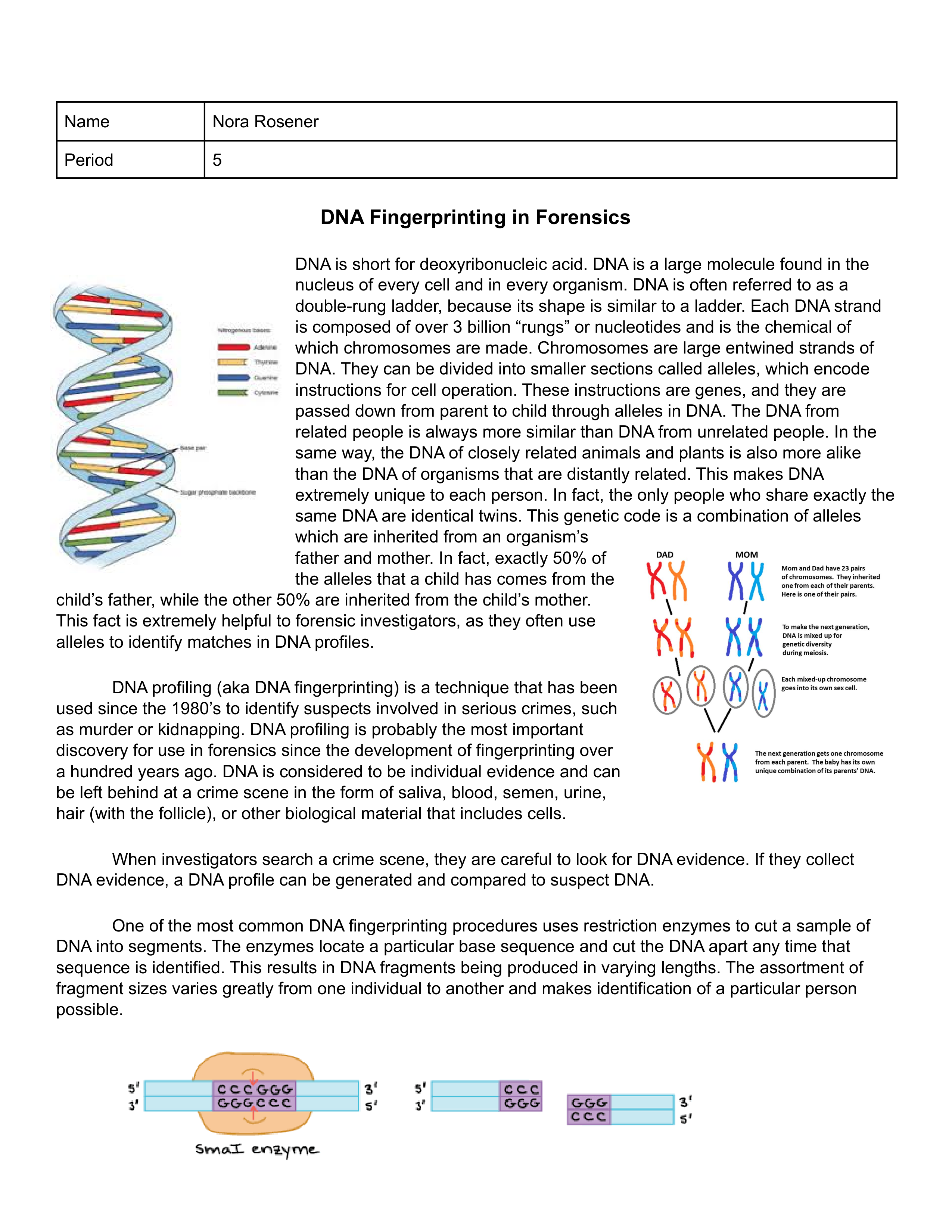 Copy of DNA Profiling Worksheet Packet.pdf_dsiekb7w1wy_page1