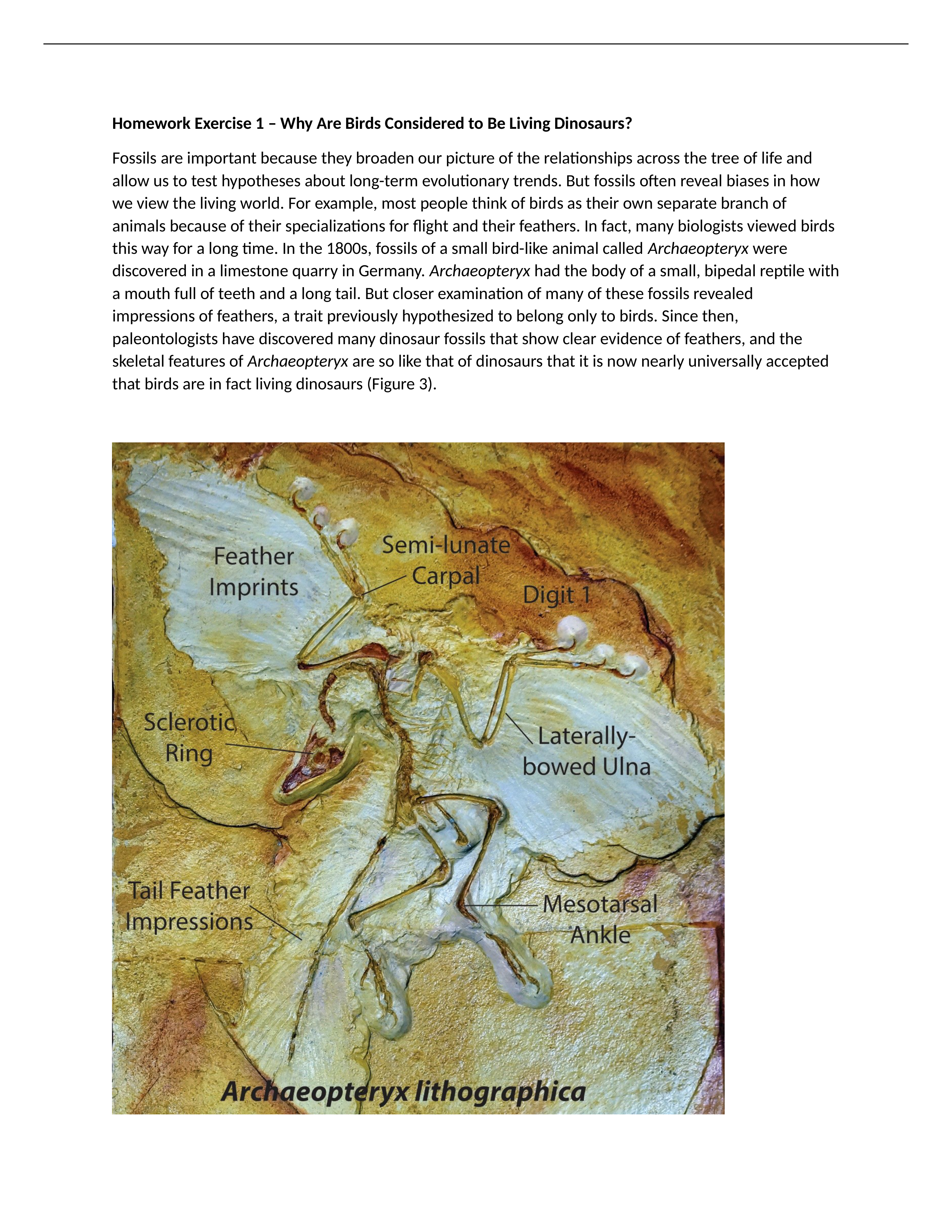 Evolutionary Relationship HW.docx_dsm3c2nu5v9_page1