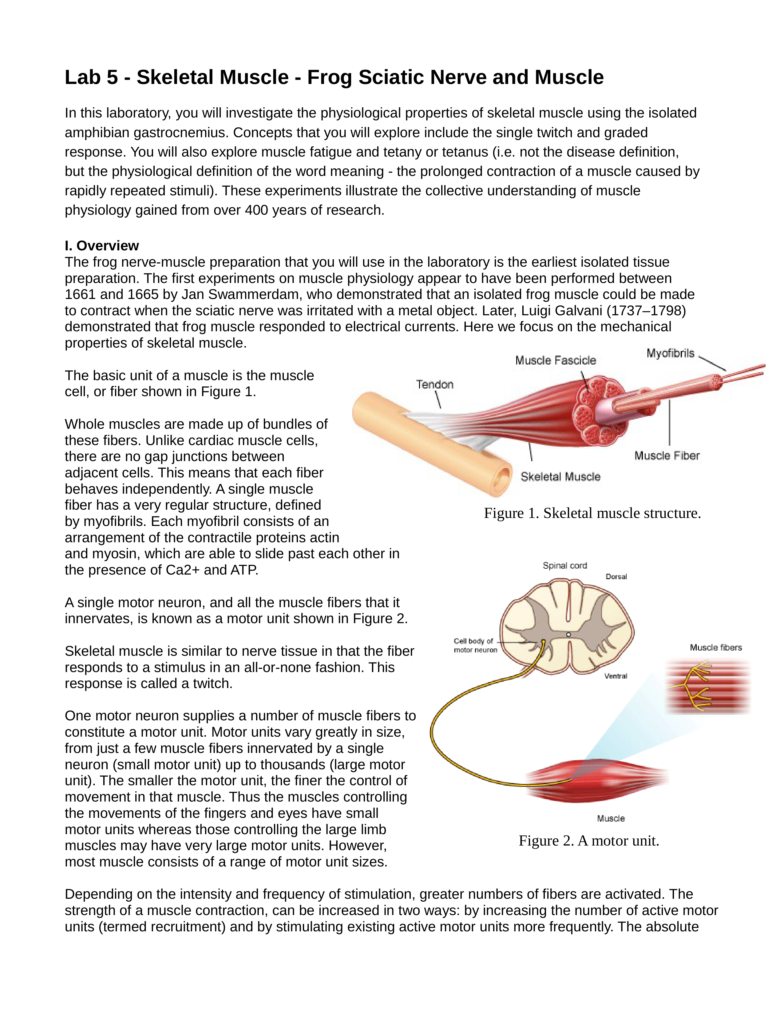 Lab 5 - Skeletal Muscle - Frog Sciatic Nerve and Muscle_dtv1r271kw8_page1