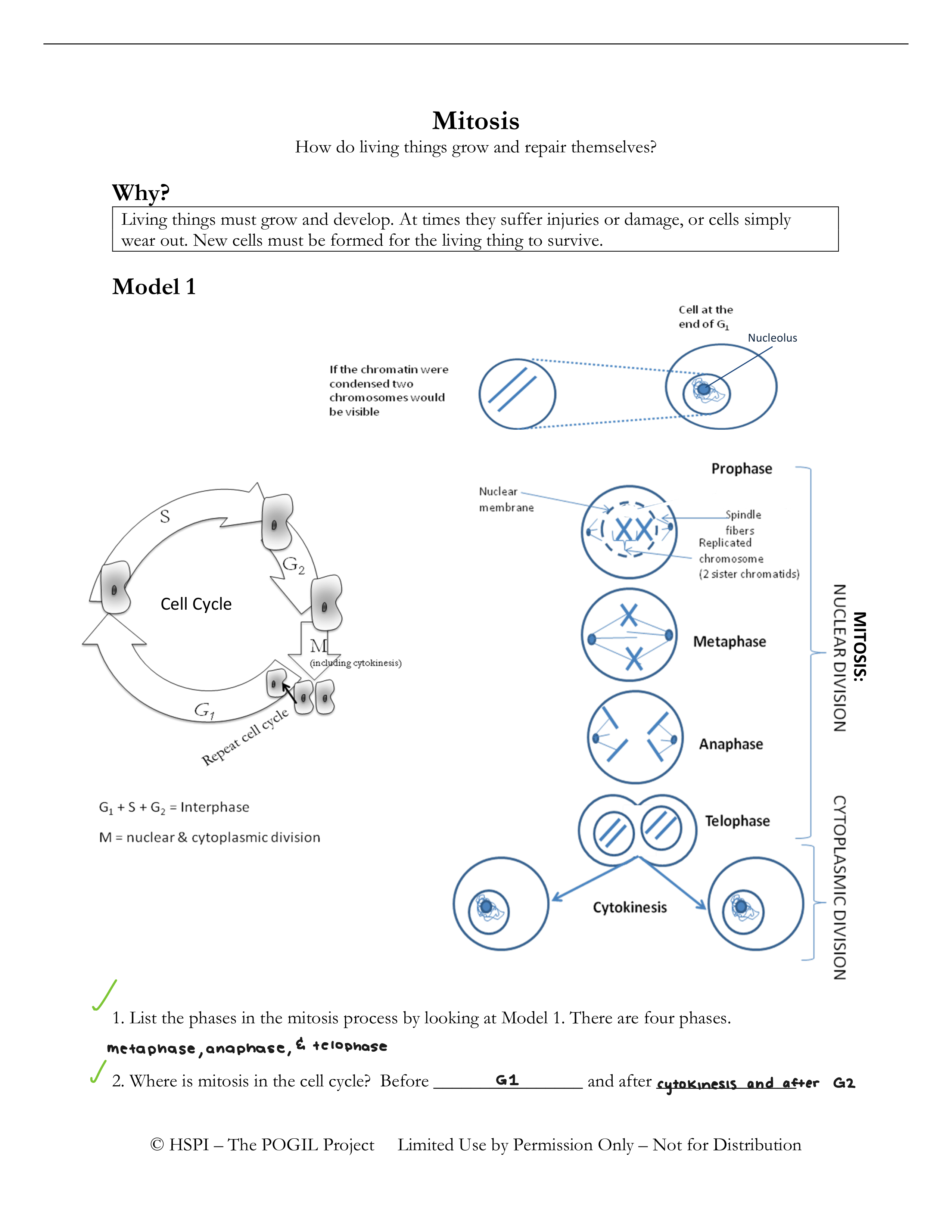 POGIL-_Mitosis.pdf_du9uir0iav5_page1