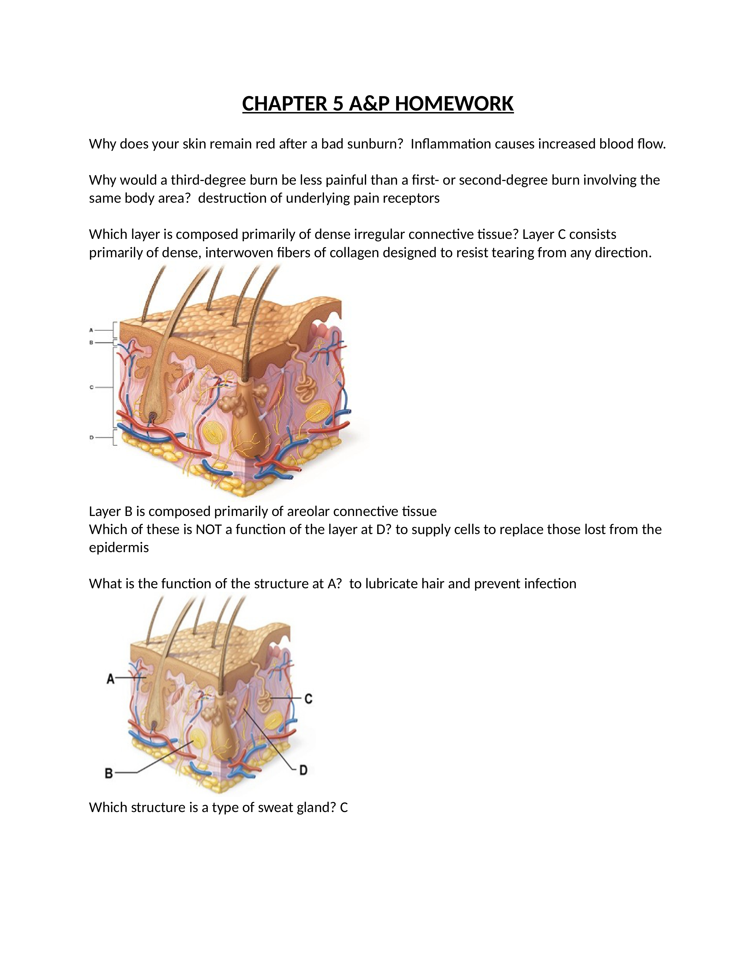 A & P CH 5 HW.docx_dv4w22daje3_page1