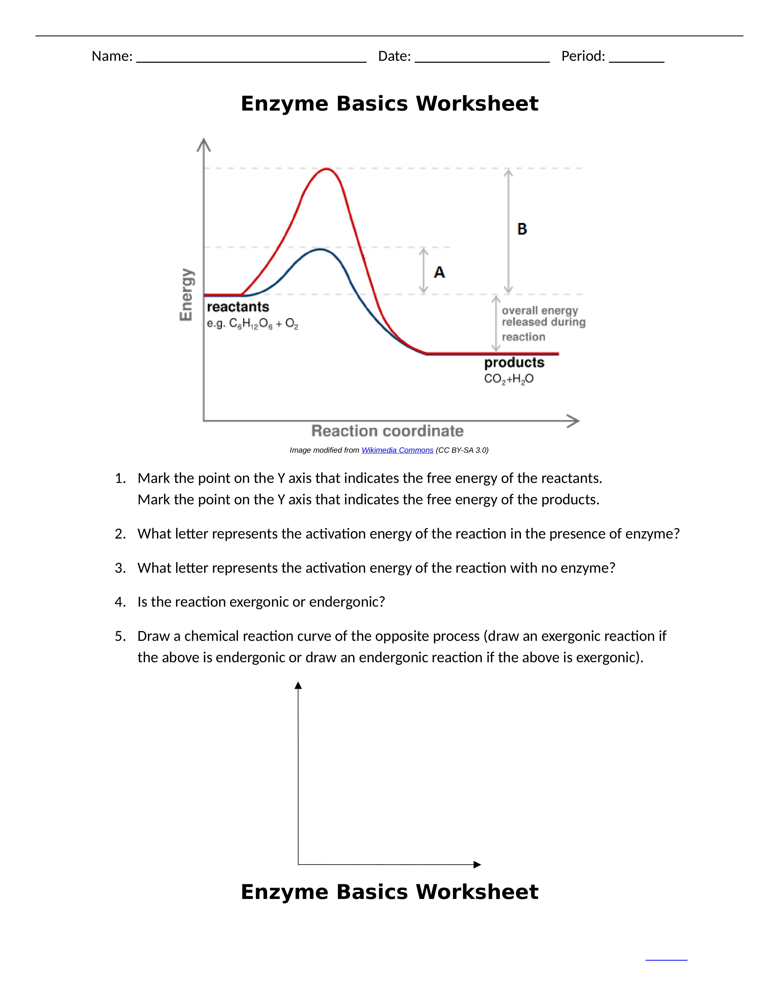 Enzyme_Basics_Worksheet_and_Key.docx_dxk5ily1npv_page1