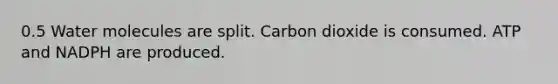 0.5 Water molecules are split. Carbon dioxide is consumed. ATP and NADPH are produced.