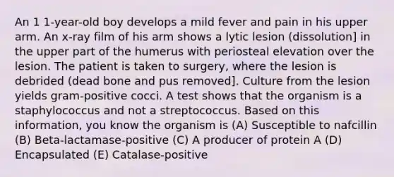 An 1 1-year-old boy develops a mild fever and pain in his upper arm. An x-ray film of his arm shows a lytic lesion (dissolution] in the upper part of the humerus with periosteal elevation over the lesion. The patient is taken to surgery, where the lesion is debrided (dead bone and pus removed]. Culture from the lesion yields gram-positive cocci. A test shows that the organism is a staphylococcus and not a streptococcus. Based on this information, you know the organism is (A) Susceptible to nafcillin (B) Beta-lactamase-positive (C) A producer of protein A (D) Encapsulated (E) Catalase-positive