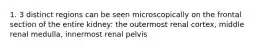 1. 3 distinct regions can be seen microscopically on the frontal section of the entire kidney: the outermost renal cortex, middle renal medulla, innermost renal pelvis