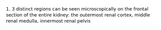 1. 3 distinct regions can be seen microscopically on the frontal section of the entire kidney: the outermost renal cortex, middle renal medulla, innermost renal pelvis