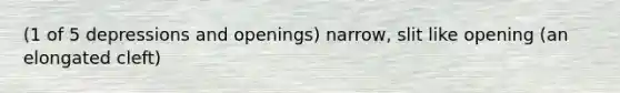 (1 of 5 depressions and openings) narrow, slit like opening (an elongated cleft)