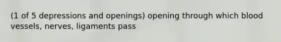 (1 of 5 depressions and openings) opening through which blood vessels, nerves, ligaments pass