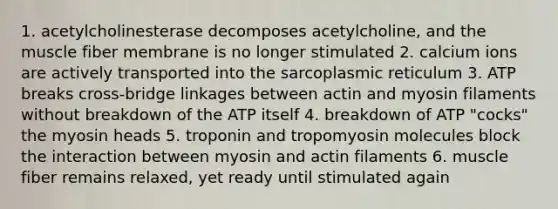 1. acetylcholinesterase decomposes acetylcholine, and the muscle fiber membrane is no longer stimulated 2. calcium ions are actively transported into the sarcoplasmic reticulum 3. ATP breaks cross-bridge linkages between actin and myosin filaments without breakdown of the ATP itself 4. breakdown of ATP "cocks" the myosin heads 5. troponin and tropomyosin molecules block the interaction between myosin and actin filaments 6. muscle fiber remains relaxed, yet ready until stimulated again