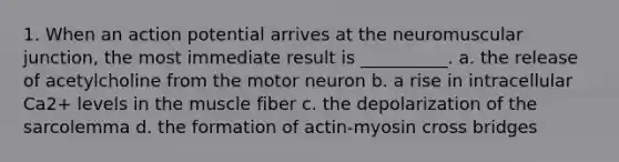 1. When an action potential arrives at the neuromuscular junction, the most immediate result is __________. a. the release of acetylcholine from the motor neuron b. a rise in intracellular Ca2+ levels in the muscle fiber c. the depolarization of the sarcolemma d. the formation of actin-myosin cross bridges