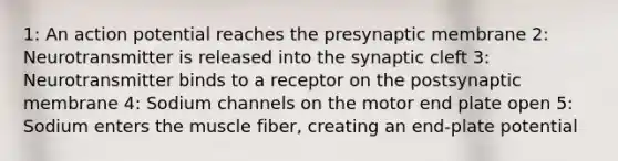 1: An action potential reaches the presynaptic membrane 2: Neurotransmitter is released into the synaptic cleft 3: Neurotransmitter binds to a receptor on the postsynaptic membrane 4: Sodium channels on the motor end plate open 5: Sodium enters the muscle fiber, creating an end-plate potential