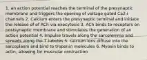 1. an action potential reaches the terminal of the presynaptic membrane and triggers the opening of voltage gated Ca2+ channels 2. Calcium enters the presynaptic terminal and initiate the release of of ACh via exocytosis 3. ACh binds to receptors on postsynaptic membrane and stimulates the generation of an action potential 4. Impulse travels along the sarcolemma and spreads along the T tubules 5. calcium ions diffuse into the sarcoplasm and bind to troponin molecules 6. Myosin binds to actin, allowing for muscular contraction