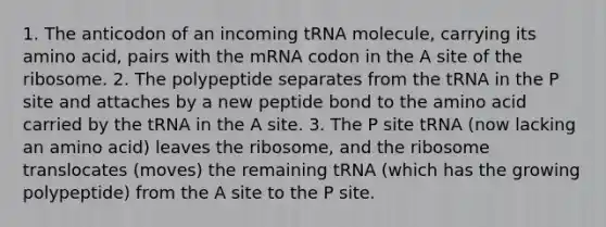 1. The anticodon of an incoming tRNA molecule, carrying its amino acid, pairs with the mRNA codon in the A site of the ribosome. 2. The polypeptide separates from the tRNA in the P site and attaches by a new peptide bond to the amino acid carried by the tRNA in the A site. 3. The P site tRNA (now lacking an amino acid) leaves the ribosome, and the ribosome translocates (moves) the remaining tRNA (which has the growing polypeptide) from the A site to the P site.